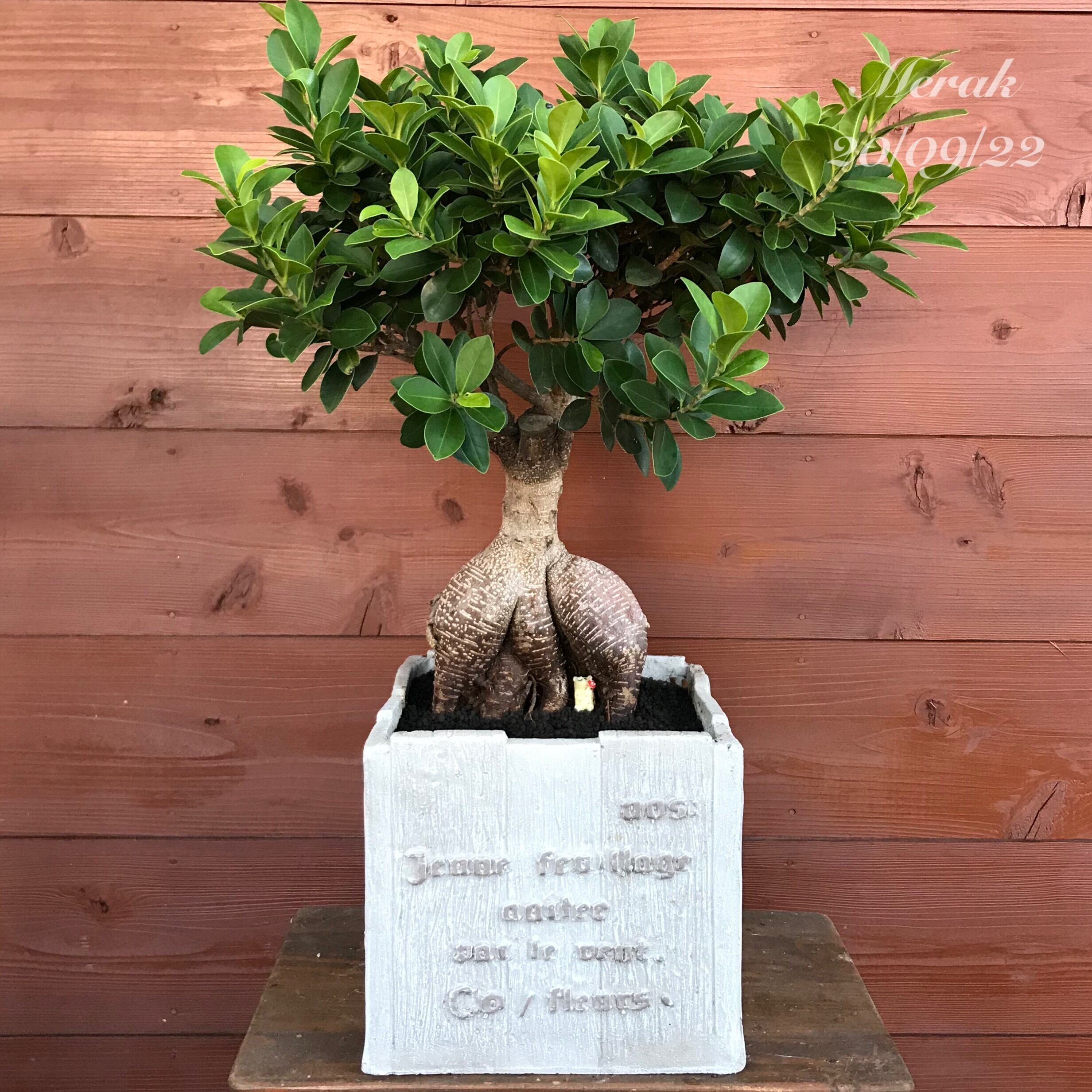 精霊のおうち ガジュマル | Merak - メラク 寄せ植え ガーデニング