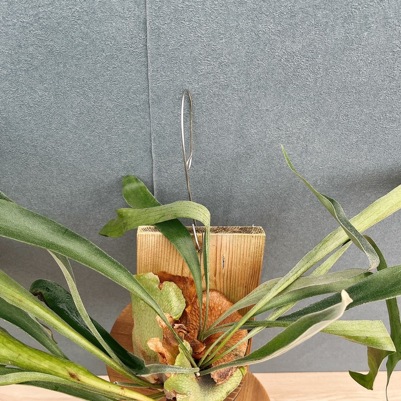 現品］S ビカクシダ コウモリラン 板付 観葉植物 室内 おしゃれ 吊り