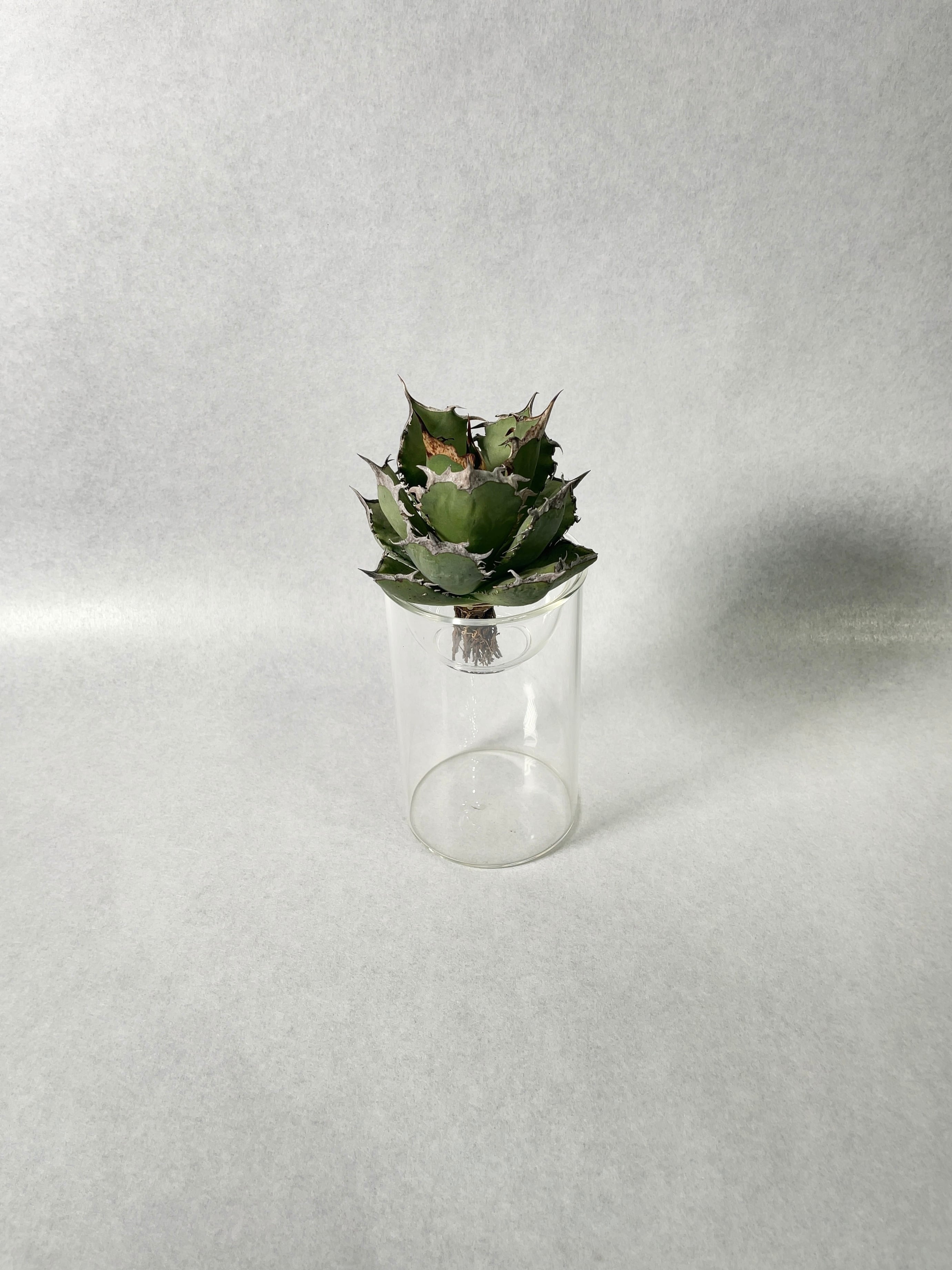 アガベ・烈焔 5(M) | trigger