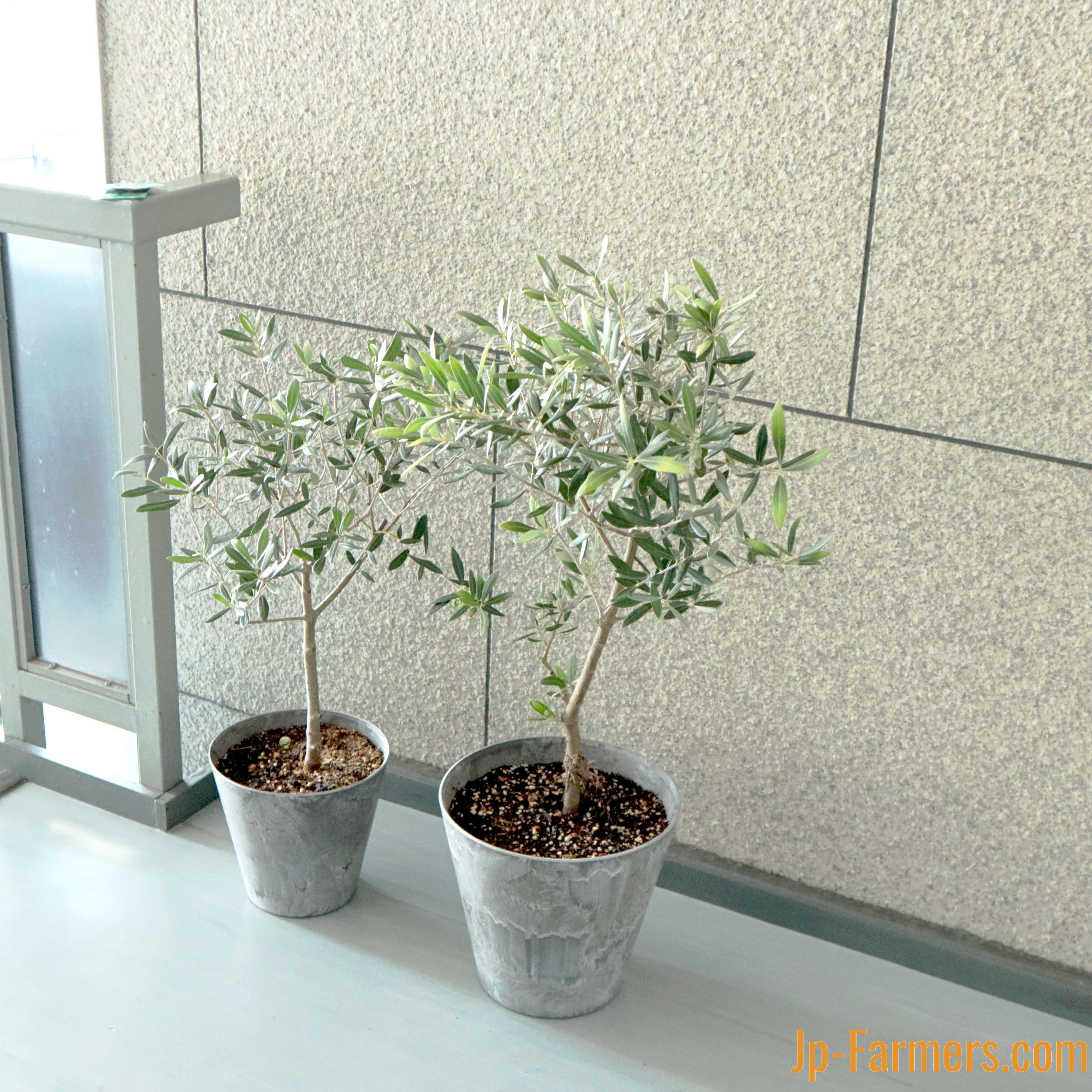 実付き オリーブ鉢 小 香川県 ｓｏｕｊｕ お洒落な鉢入り Jp Farmers Com