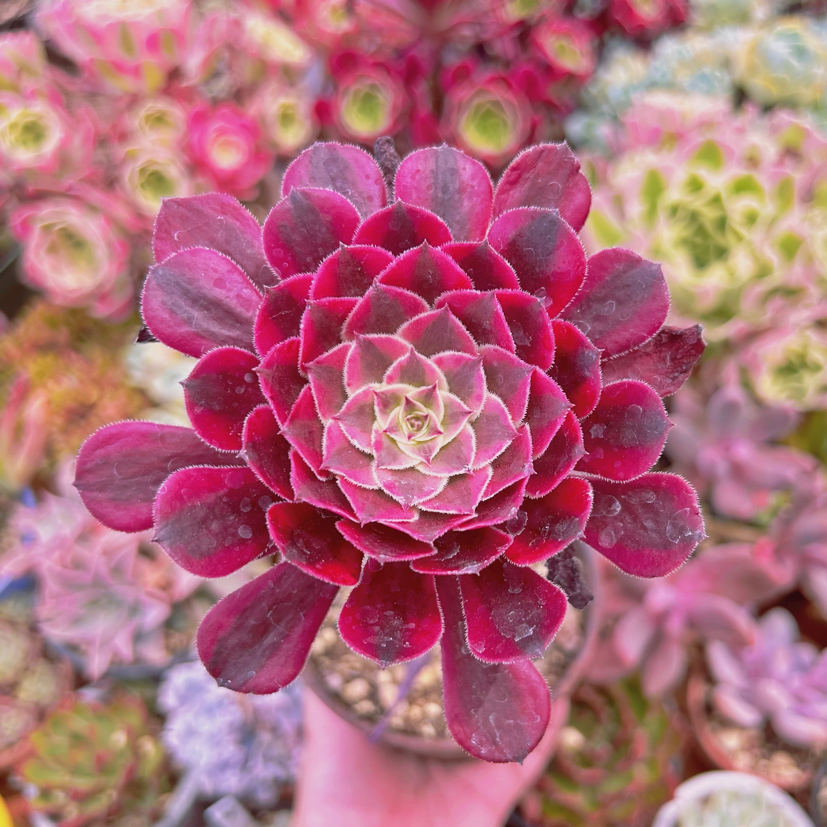 #2018現物　多肉植物　 美姫　特大　抜き苗