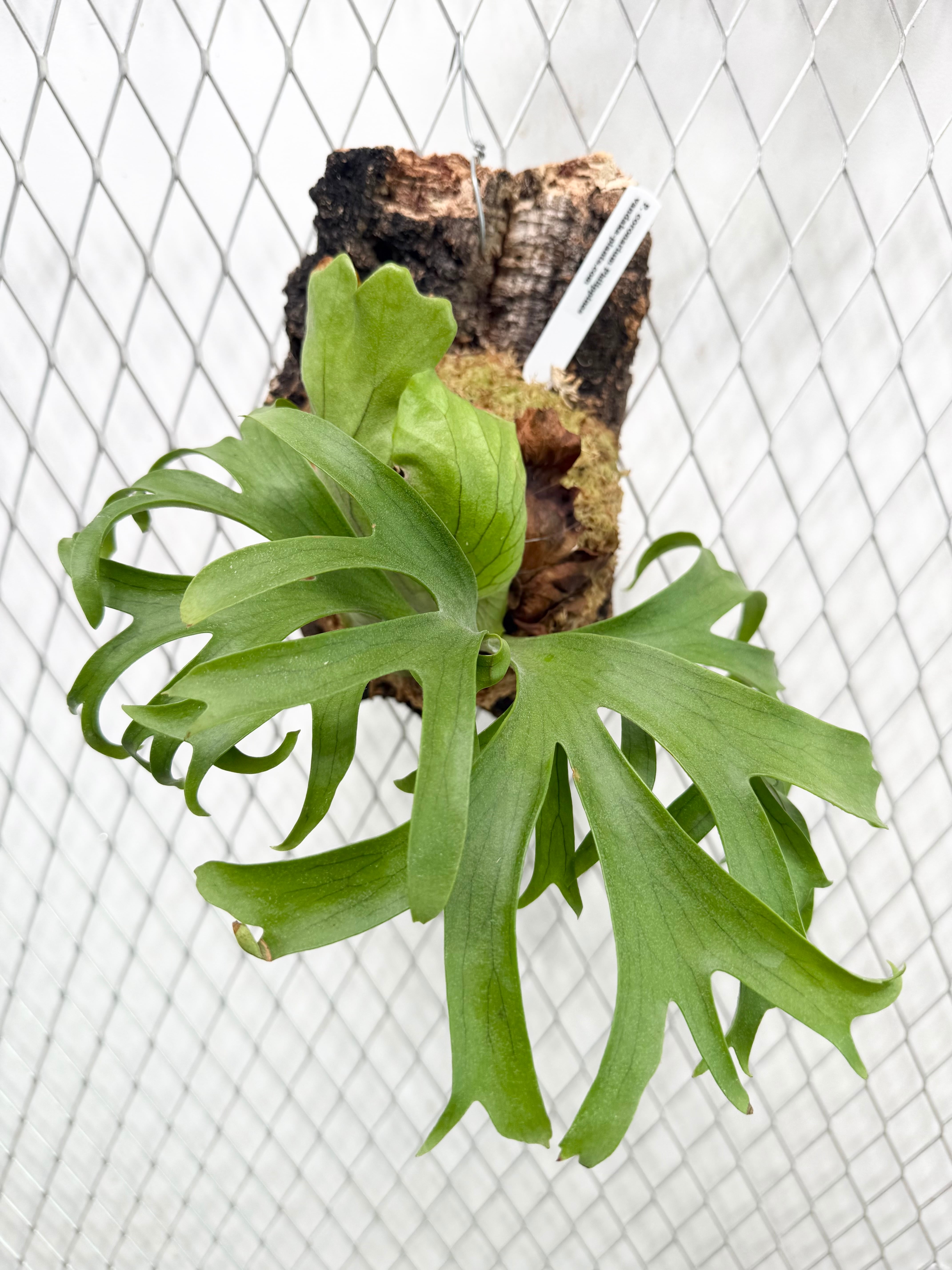 a) P. coronarium Philippines ビカクシダ コロナリウム フィリピネス