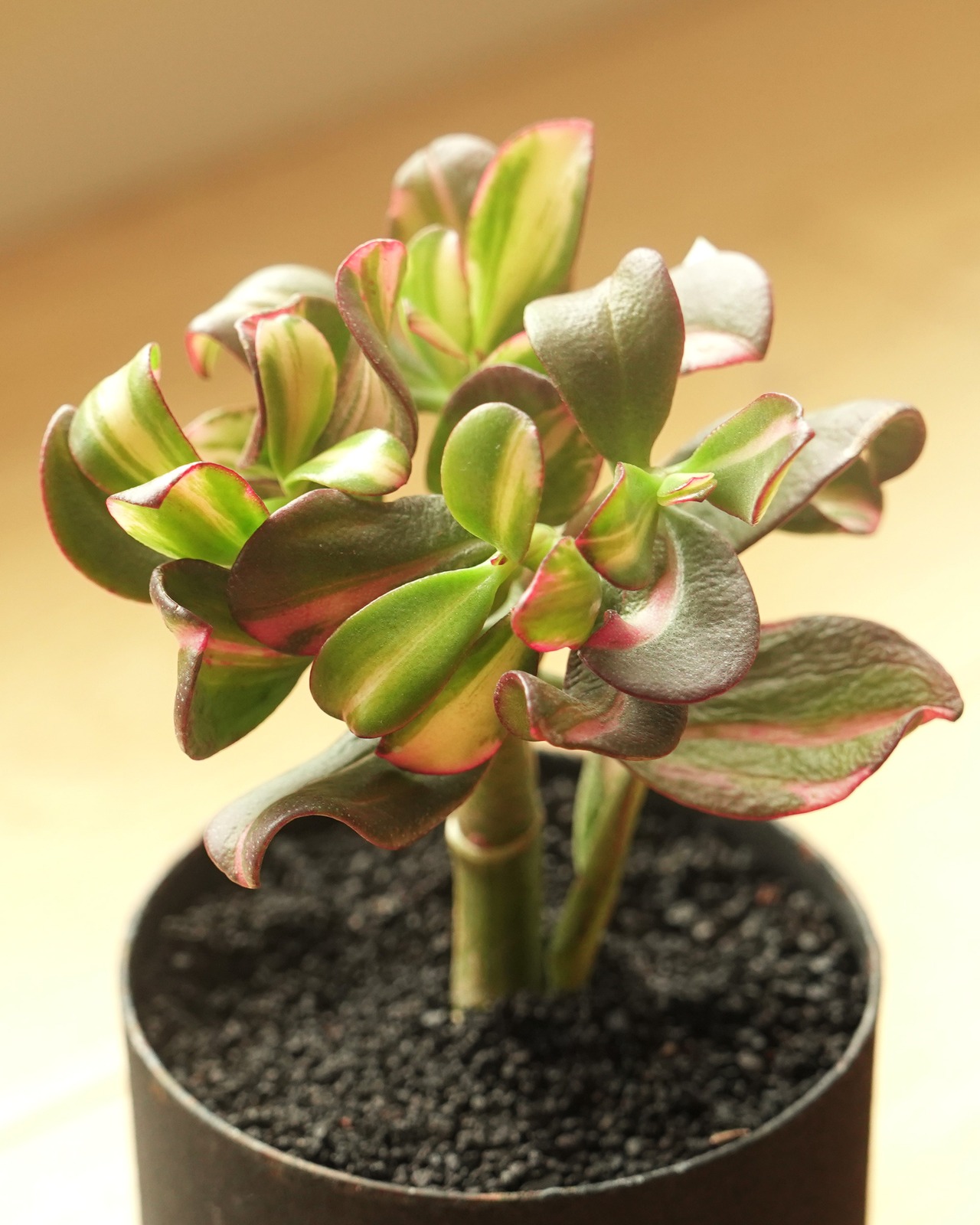 カット苗 七彩蝶 【日本初上陸？！】 Crassula 'Qi Cai Die'
