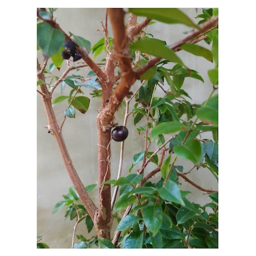 Jabuticaba