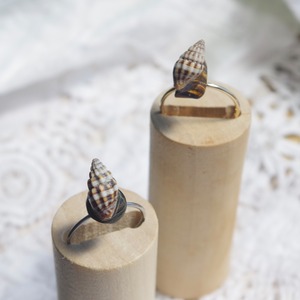 Rocky Shore Ring │ 微小貝と天然石のフリーサイズリング〈タイガーアイ・黒曜石〉