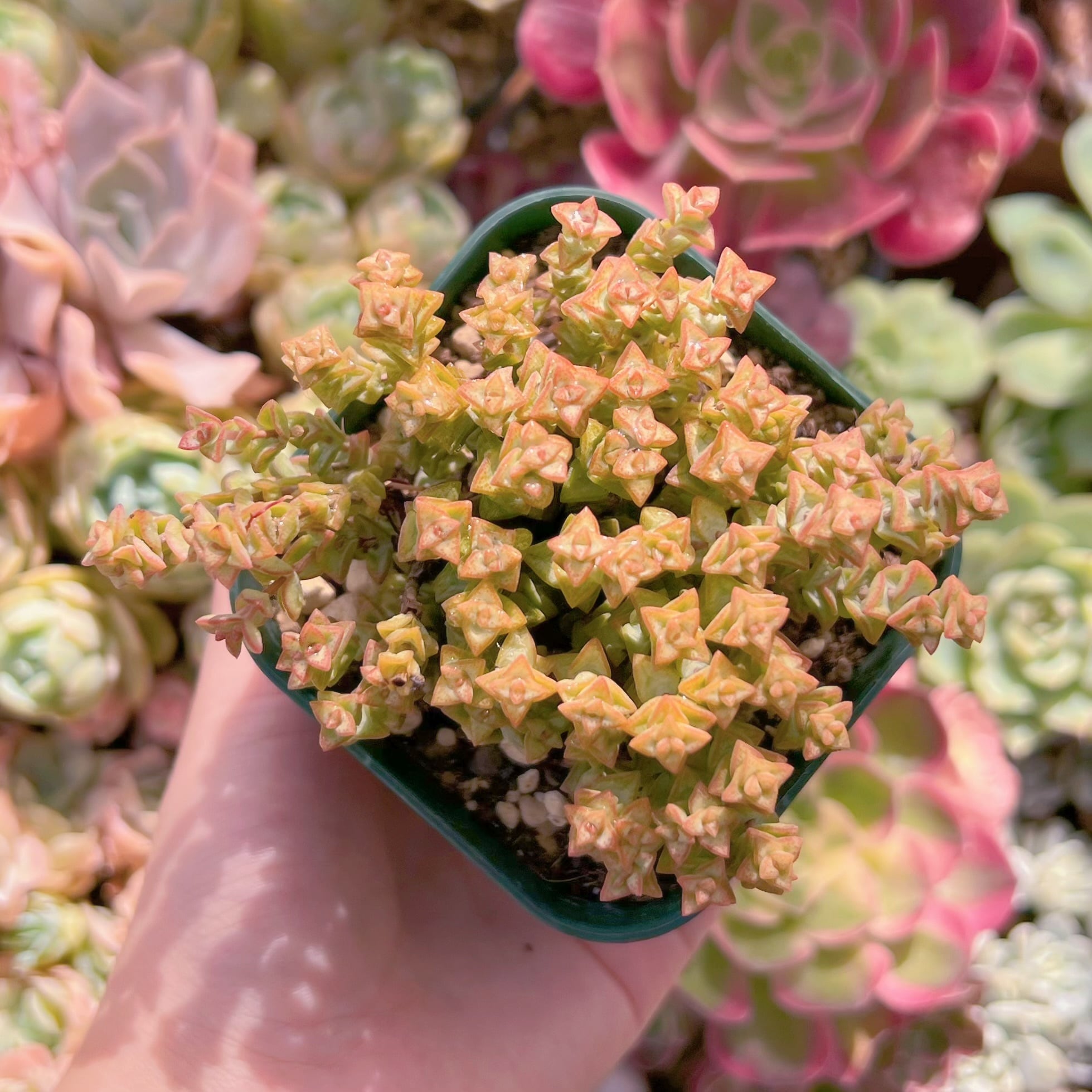 現品　小米星#663　るる農園