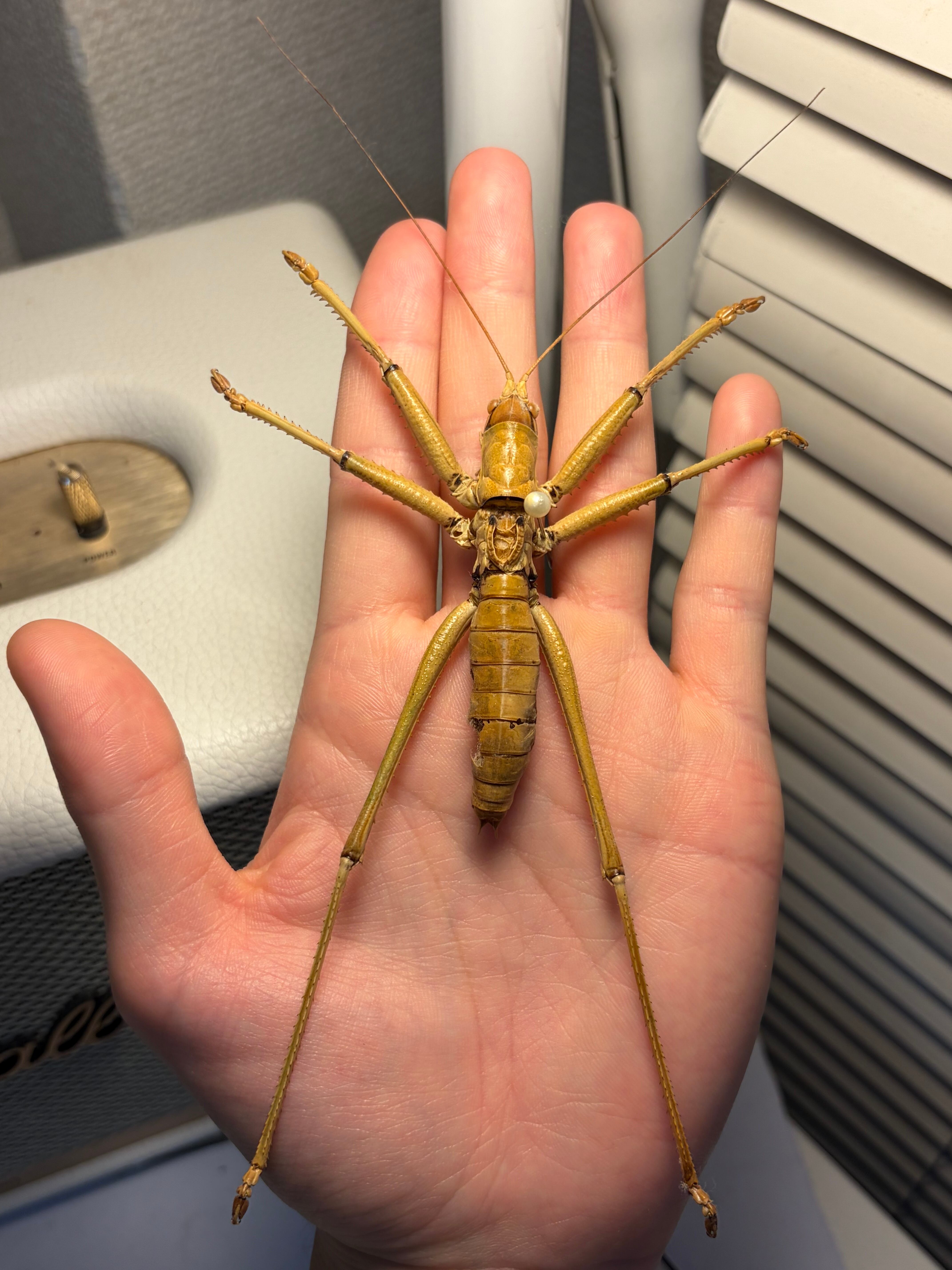 色残抜群】トゲアクマツユムシ リオック 直翅類 カマキリ マンティス