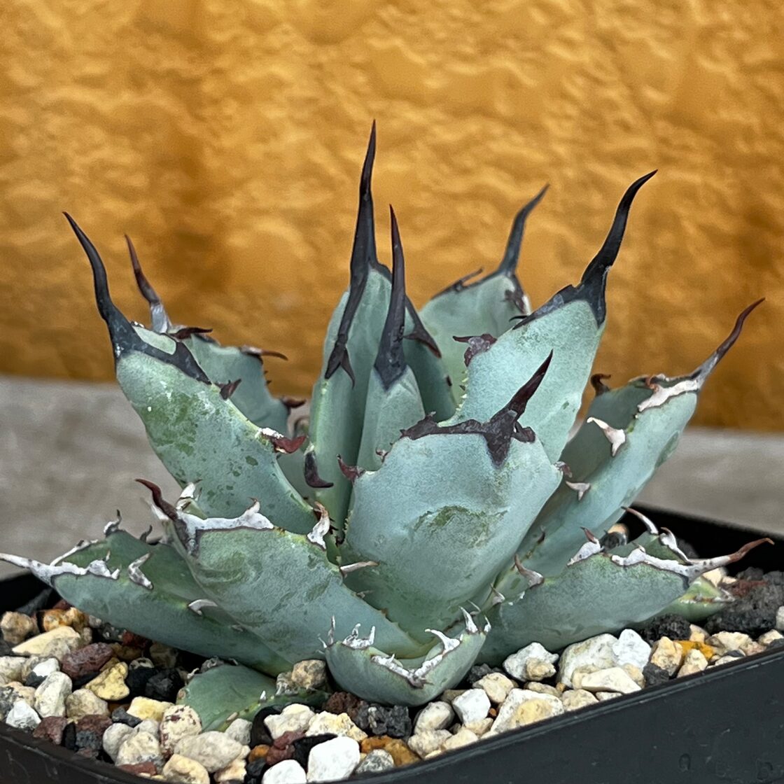 12. アガベ ユタエンシス ネバデンシス×チタノタBB 陽炎 | Pay ID 