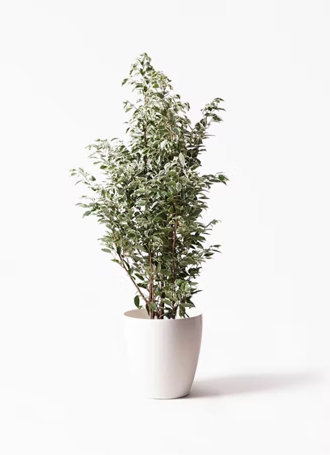 観葉植物 ドラセナ コンシンネ レインボー 8号 | CAgarden