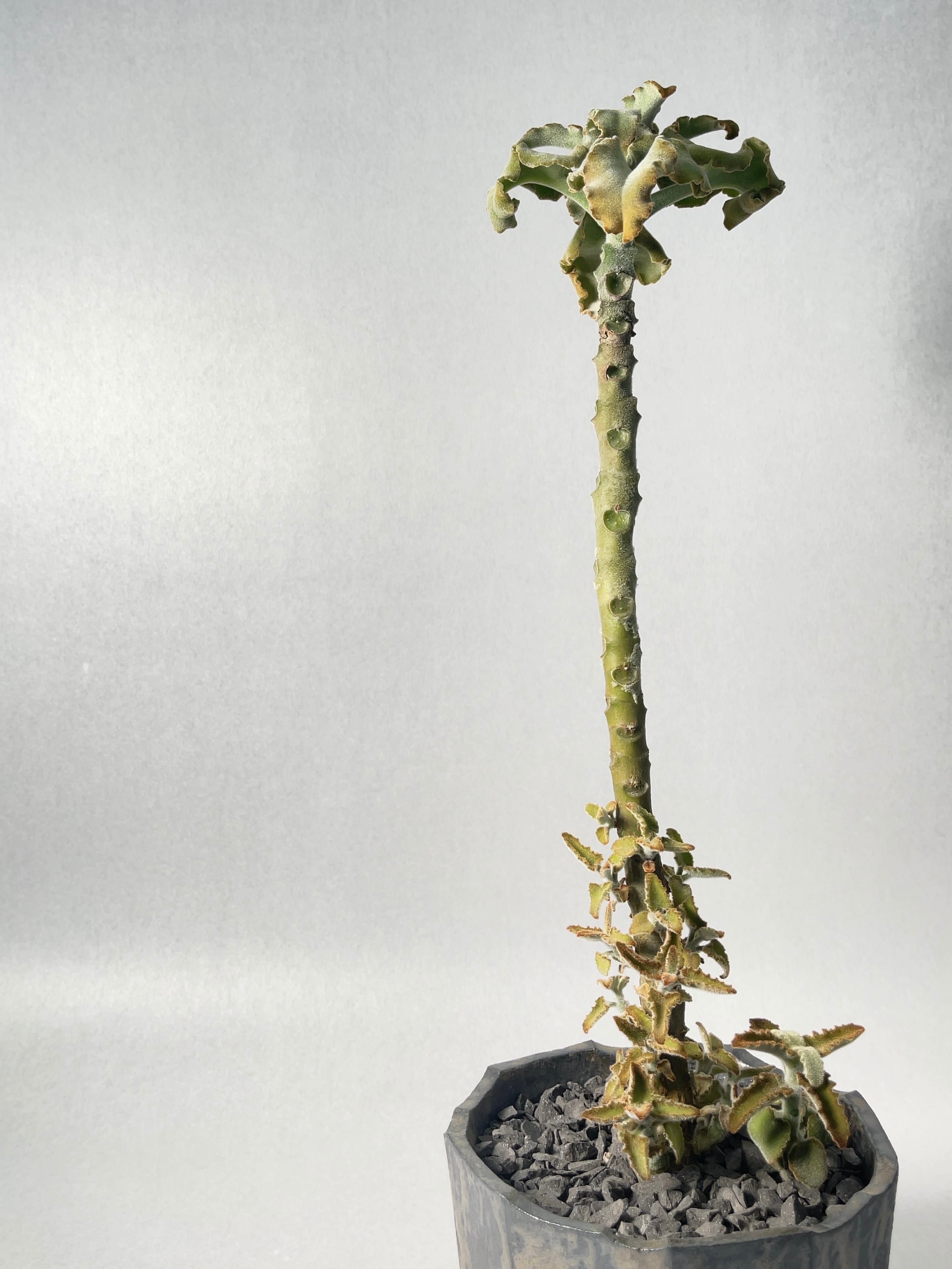 観葉植物 カランコエ ベハレンシス 80cm
