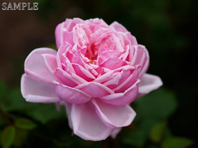 薔薇　ラ　フランス  JPEG