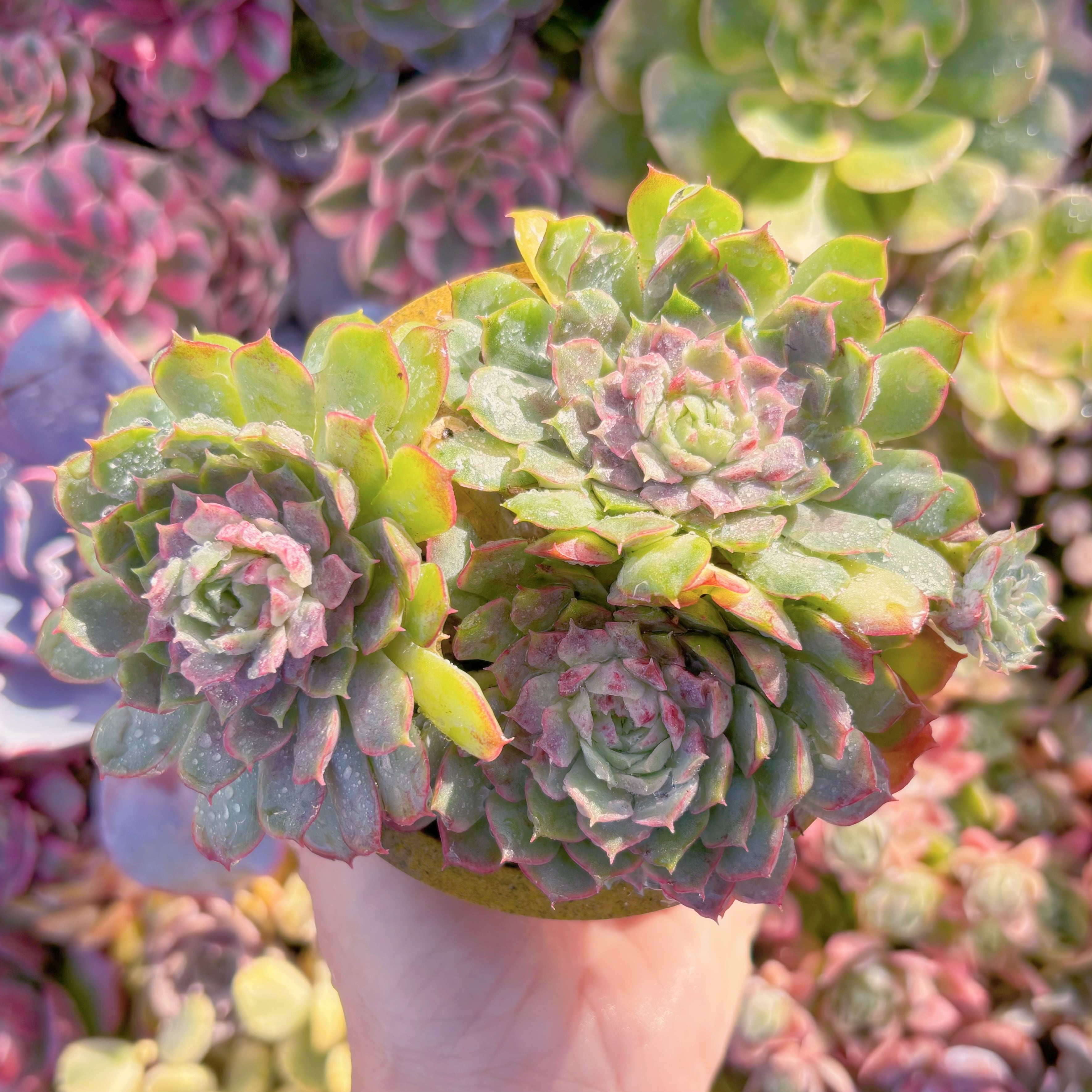 現品　朱砂痣#A098　群生　古株　るる農園