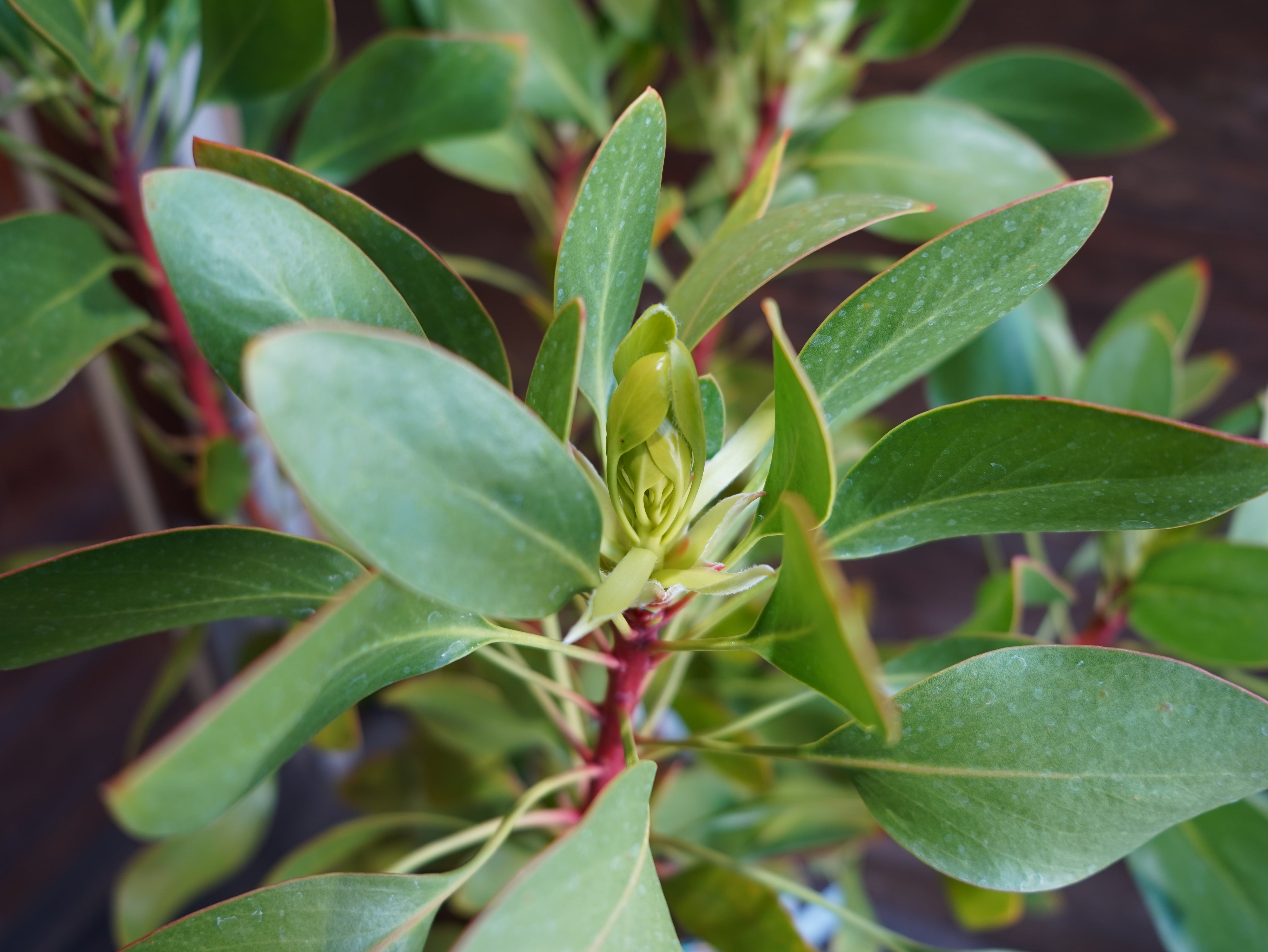 【現物】プロテア　シナロイデス　８号　C