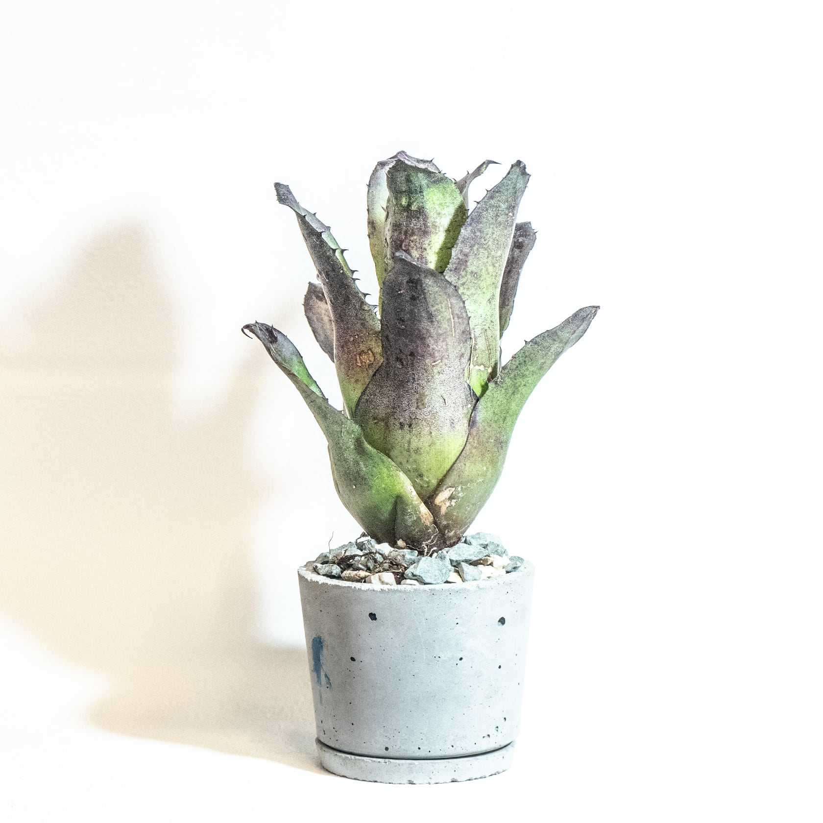 ＼送料無料／≪ レア植物 ≫室内管理もオッケーなホヘンベルギア・レオポルドホルスティーの鉢植え｜シンプルでお部屋を選ばない手作りモルタル鉢