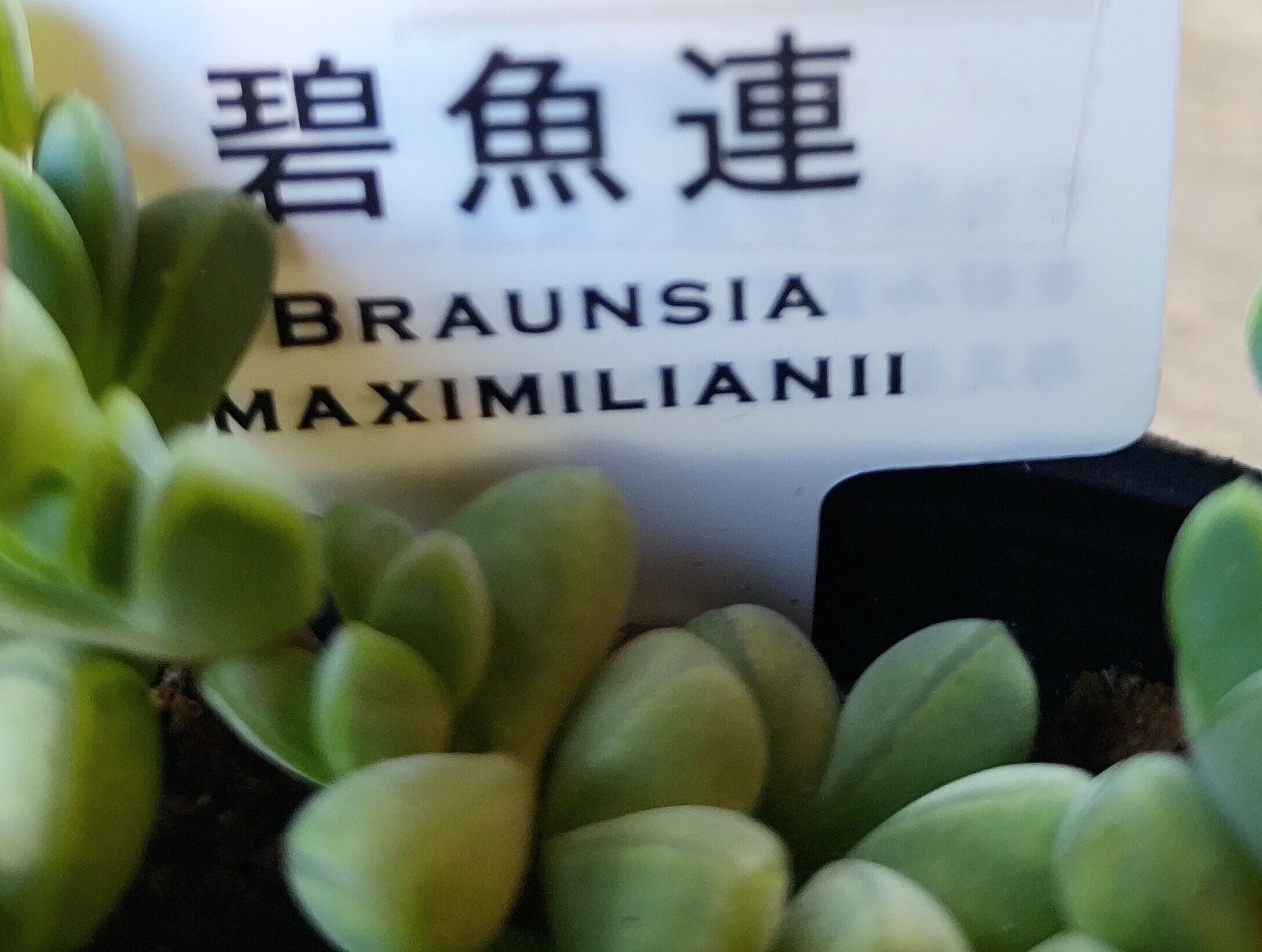 碧魚連 | RuPo 多肉植物専門店