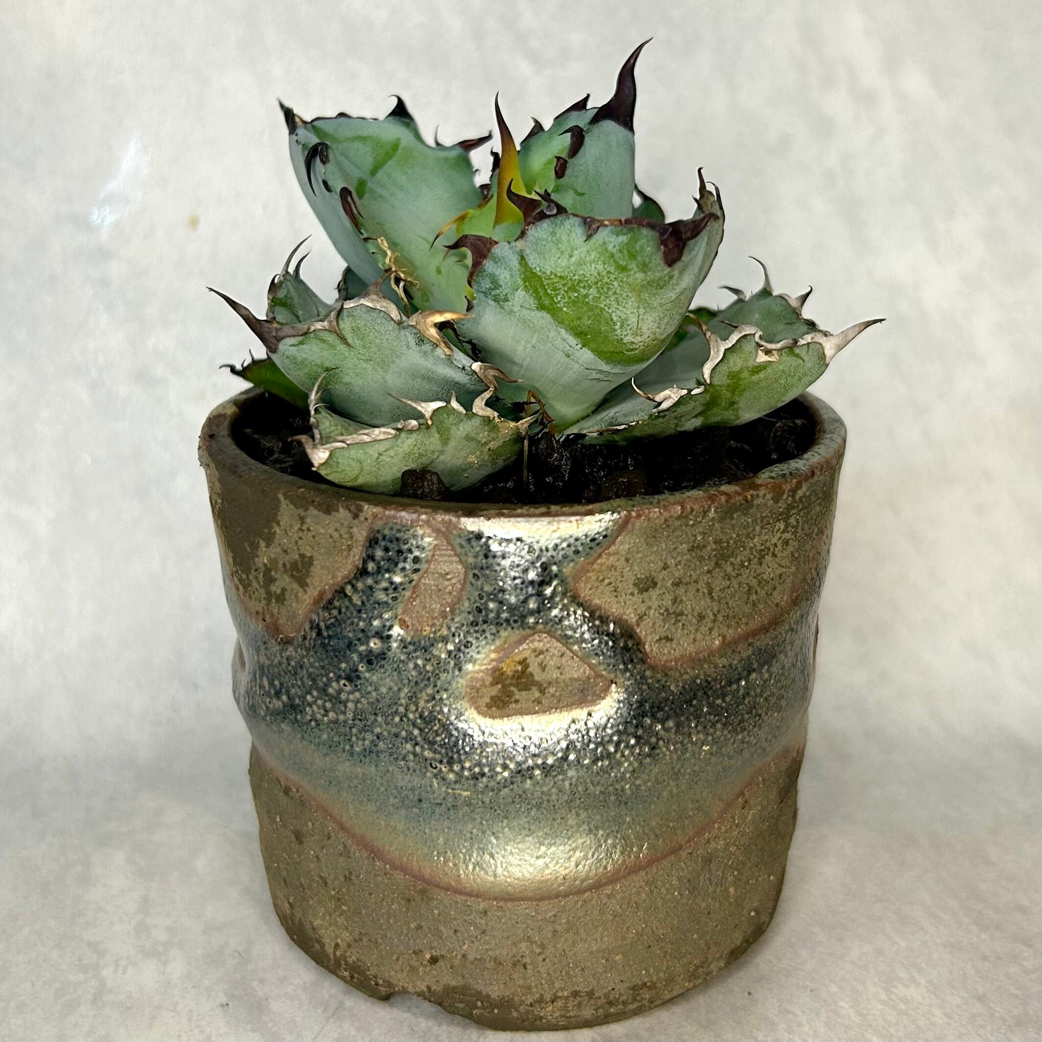 蘇鉄 約30cm 楽天市場】【一点もの】ソテツ 蘇鉄 9号 樹高1.2x1.0m(鉢底から