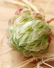 【NEW-STANDARD】 水耕栽培苗 ハオルチア 翠雲錦 Haworthia 'Emerald LED Variegated'