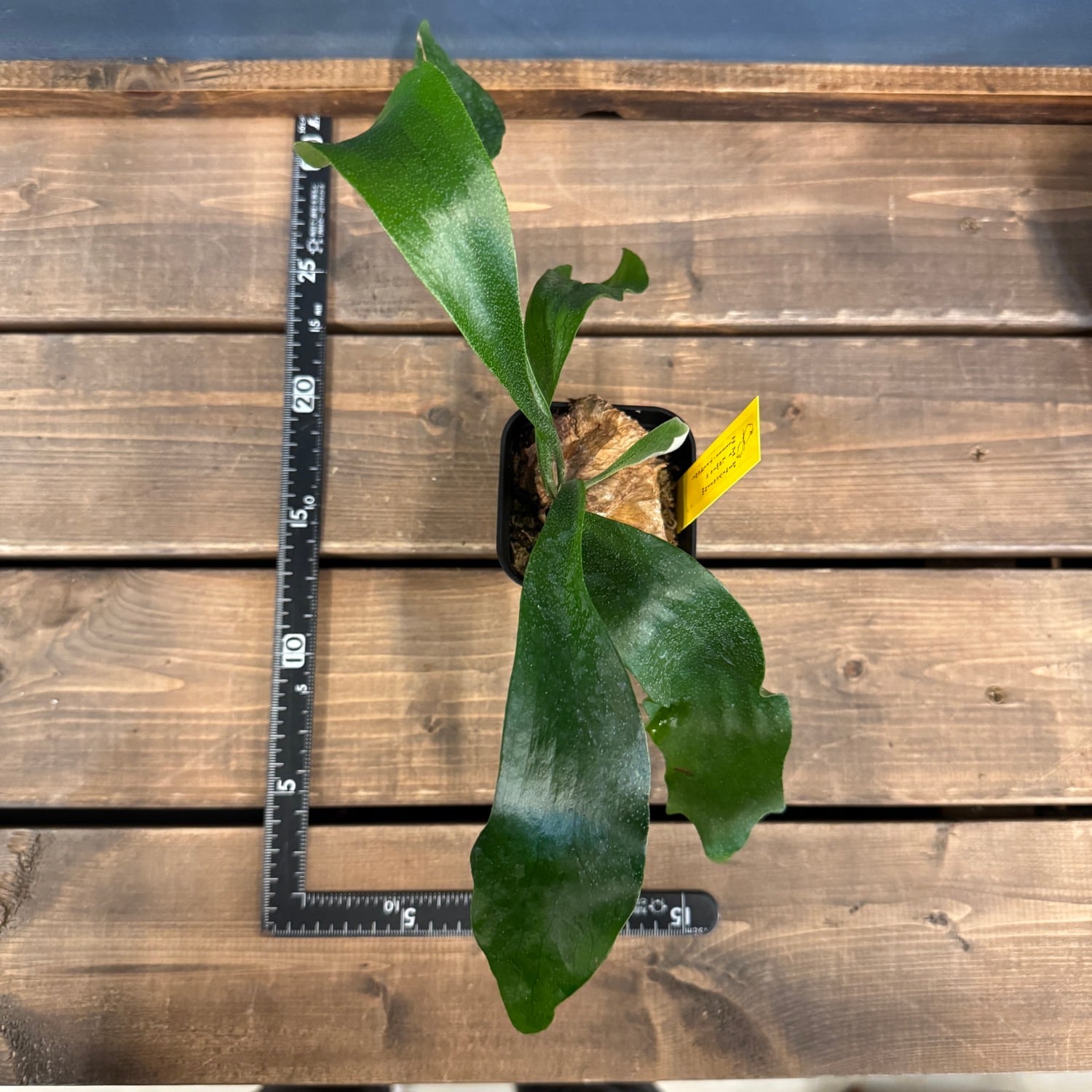 ビカクシダ Platycerium Trident(Mt Lewis × Hillii)【556