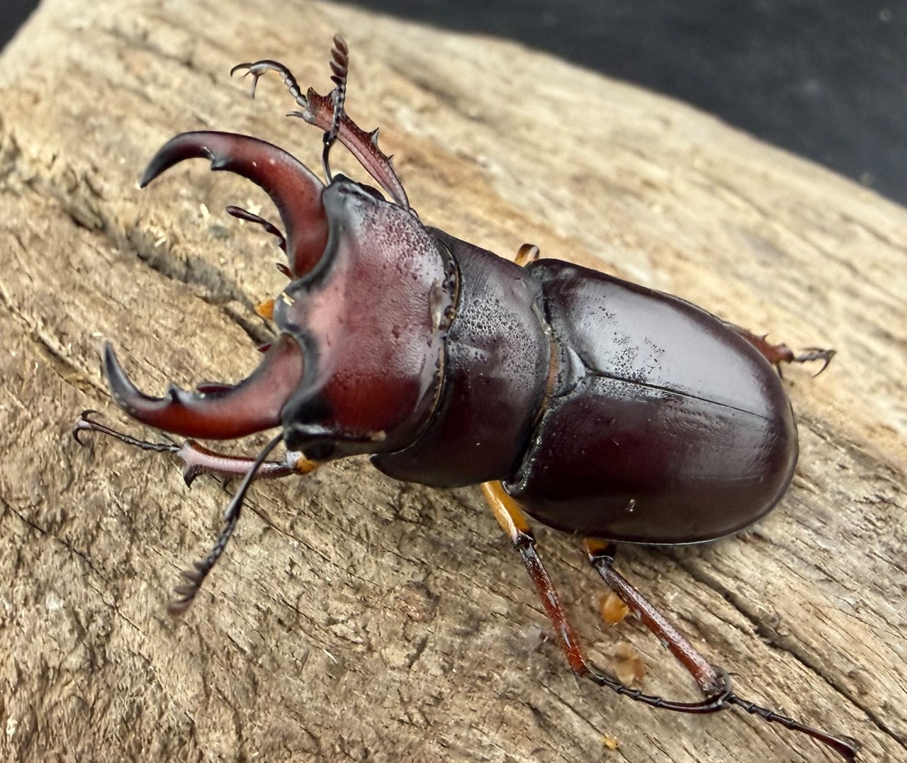 《カプレオルスミヤマクワガタ 37mm ペア》