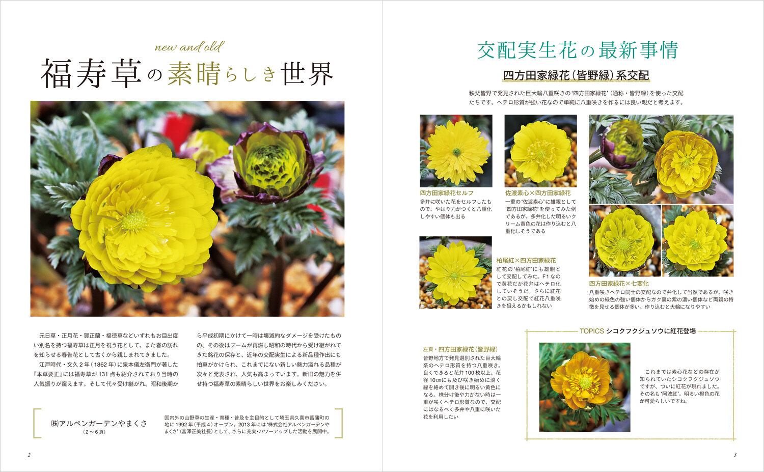 配送員設置 福寿草 柏尾紅 Ascensionsports Ca