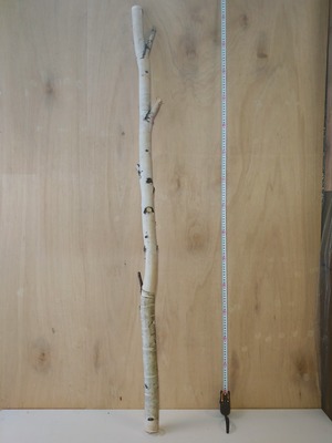 白樺枝1.5m 太　太さ6cm