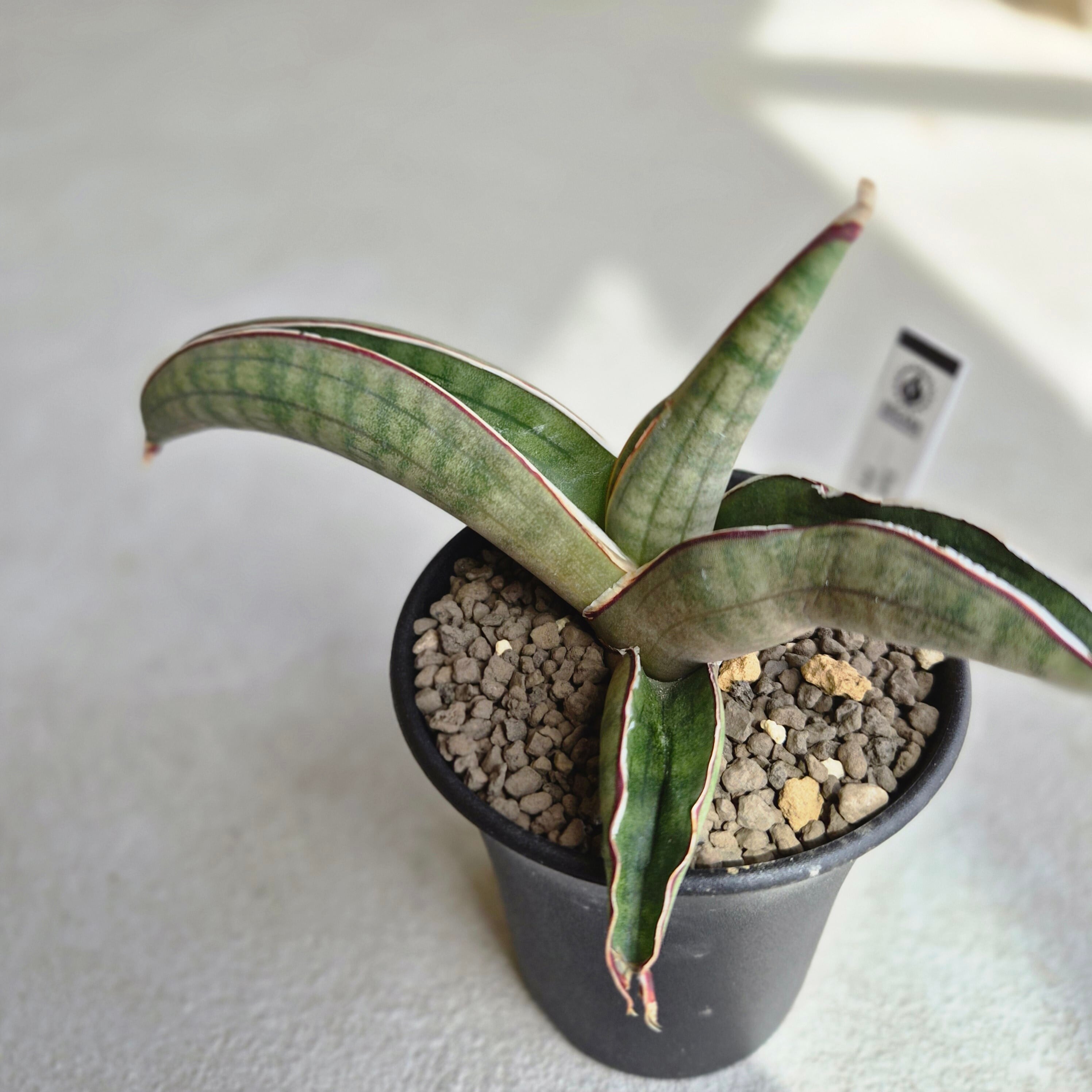 Plants Baka