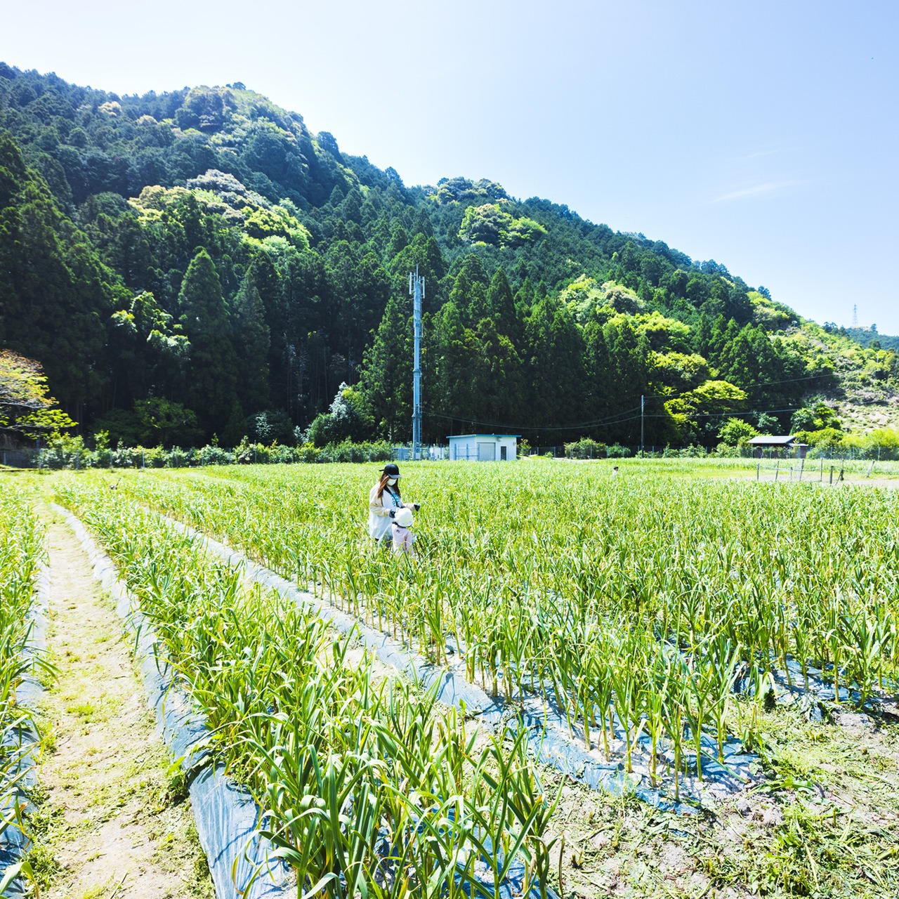 にんにく1kg(農薬・化学肥料・除草剤不使用)