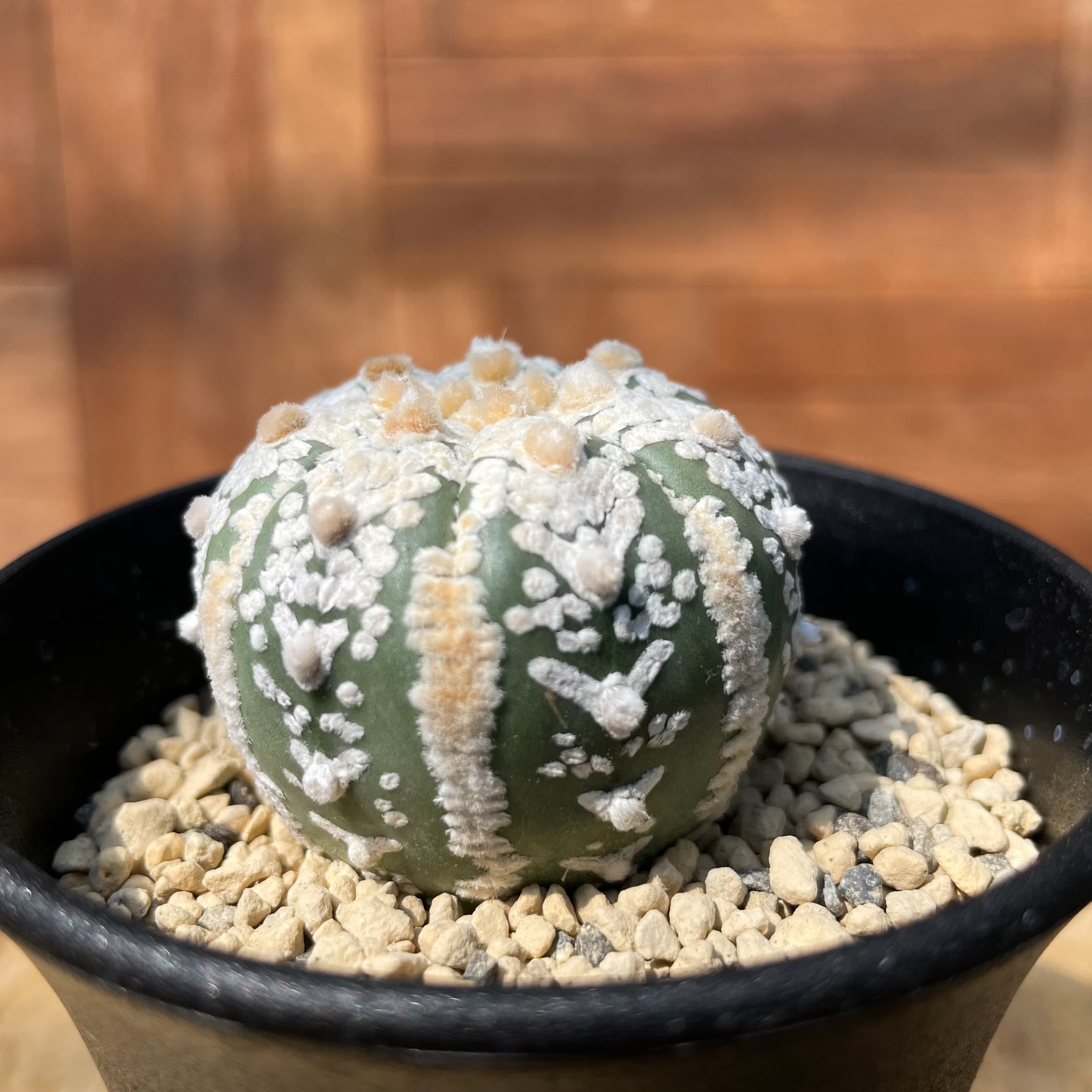 Astrophytum asterias arrow【アストロフィツム・スーパー兜 Astrophytum asterias arrow【アストロフィツム・スーパー兜