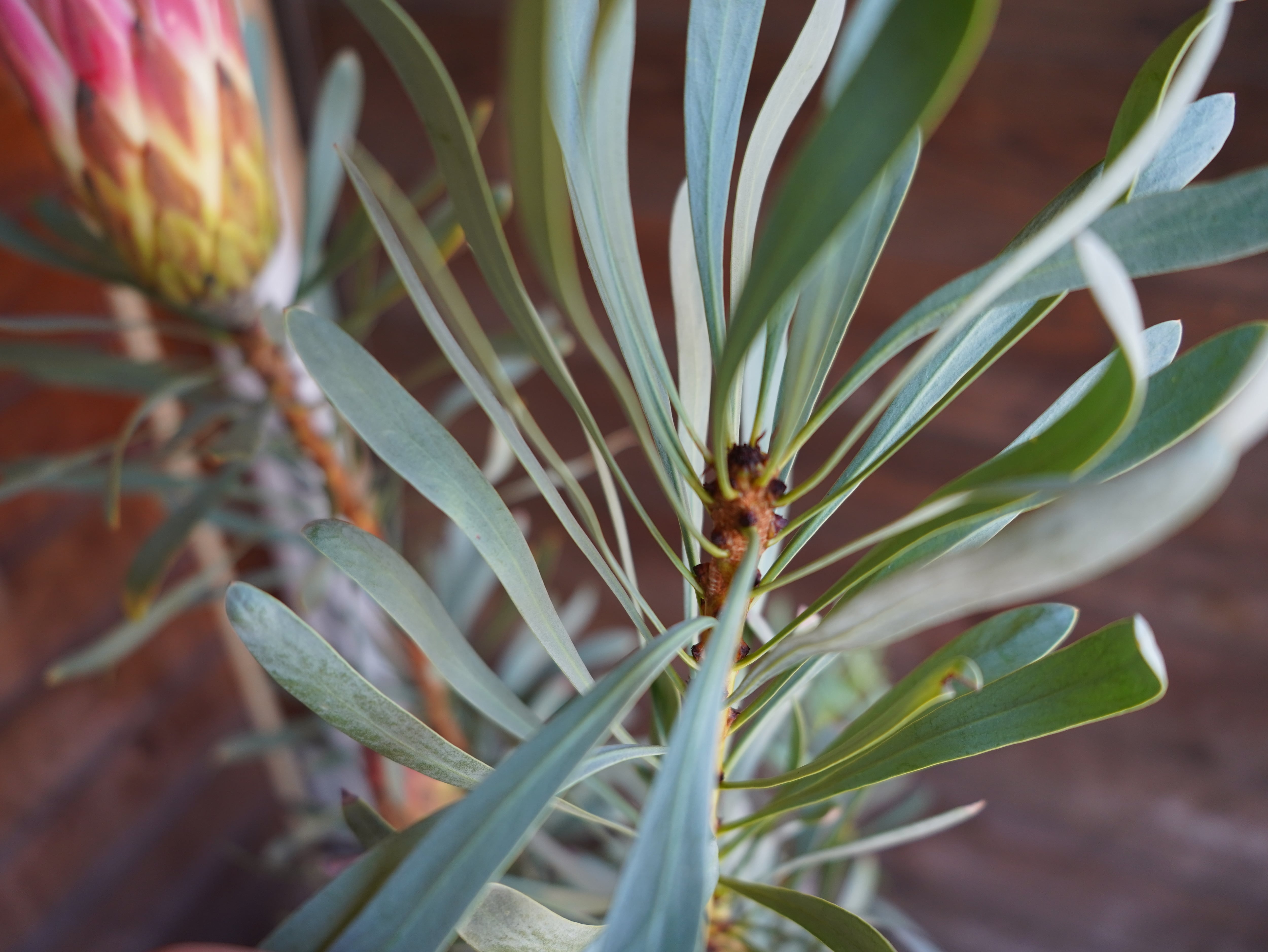 【現物】プロテア ”ルビーブラッシュ” B