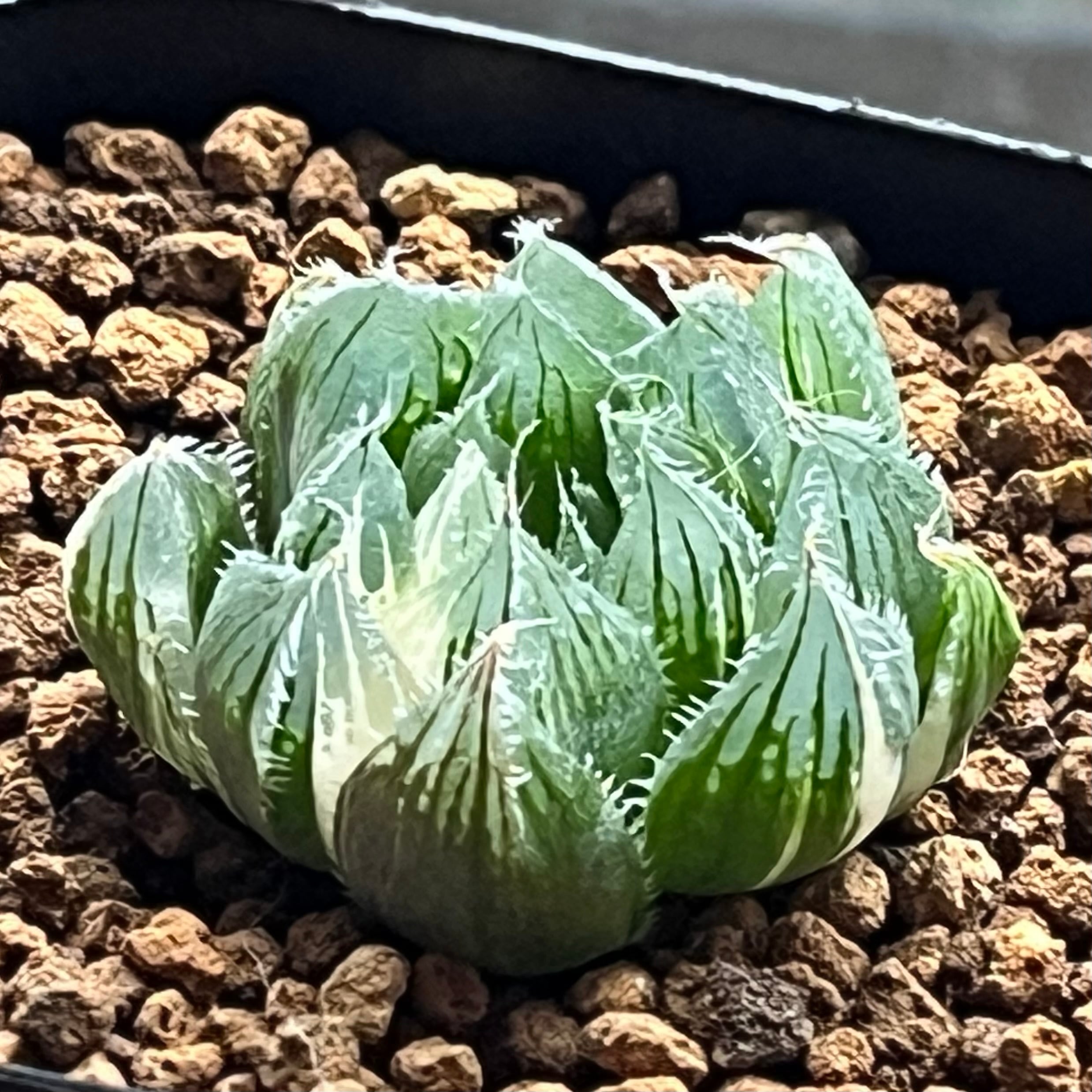 ハオルチア コレクタ錦 火焔山 | mocono_plants