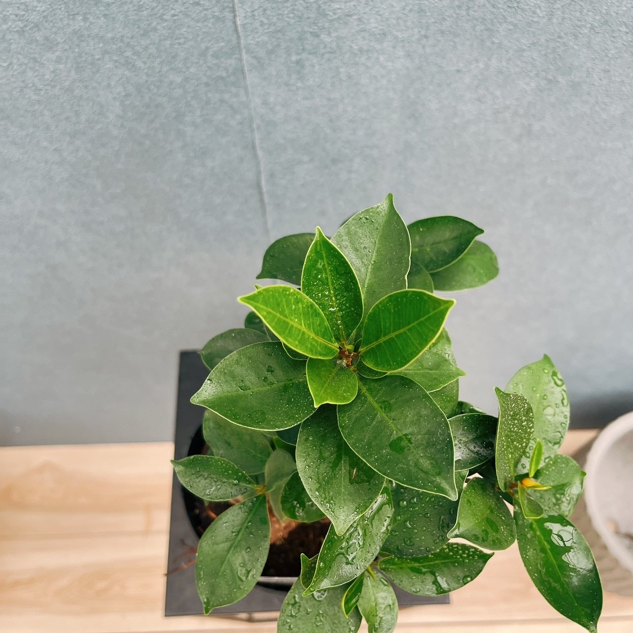 現品］ガジュマル 接木 5号 観葉植物 室内 ニンジンガジュマル ゴムの