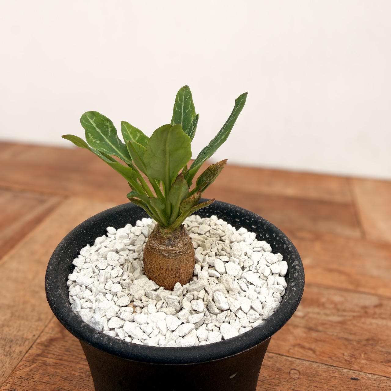 Euphorbia spannringii【ユーフォルビア・スパンリンギー・実生】