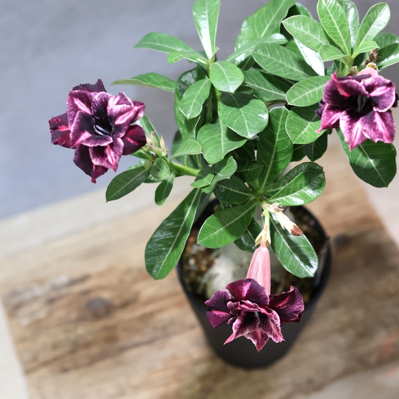 318 その花に目を奪われる『アデニウム KN185』観葉植物 【送料無料