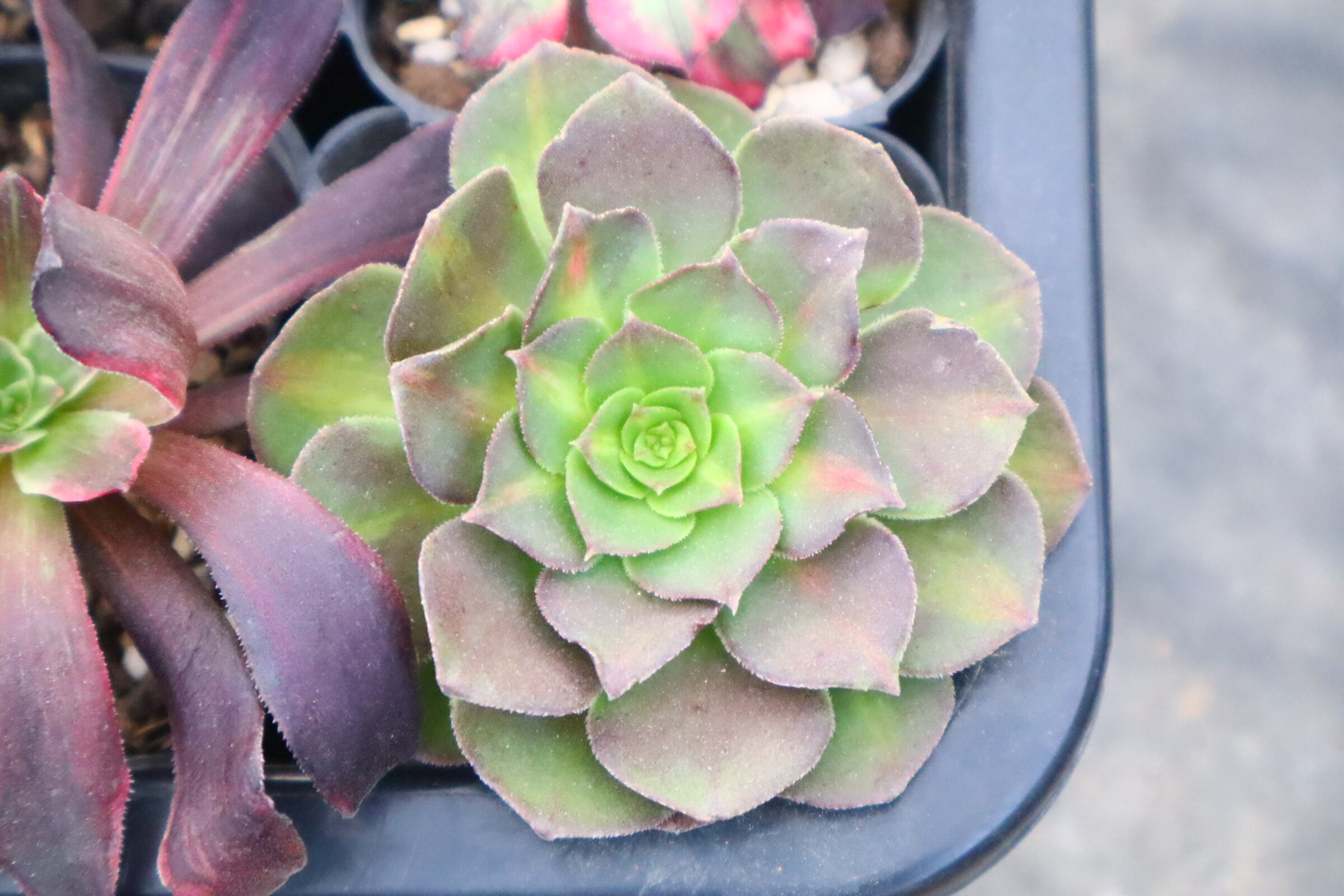 送料無料】Billbergia 'Kolan Apocalyptic' x 'Kolan Crunch