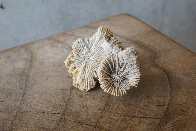 ドイツ産 六放サンゴ化石　Axosmilia sp.