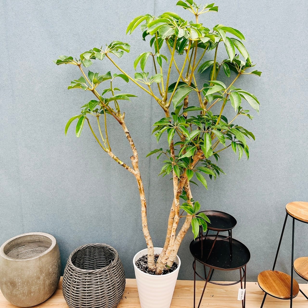 現品］23番 フィカス アルテシマ 8号 観葉植物 室内 大型 特大 ゴムの