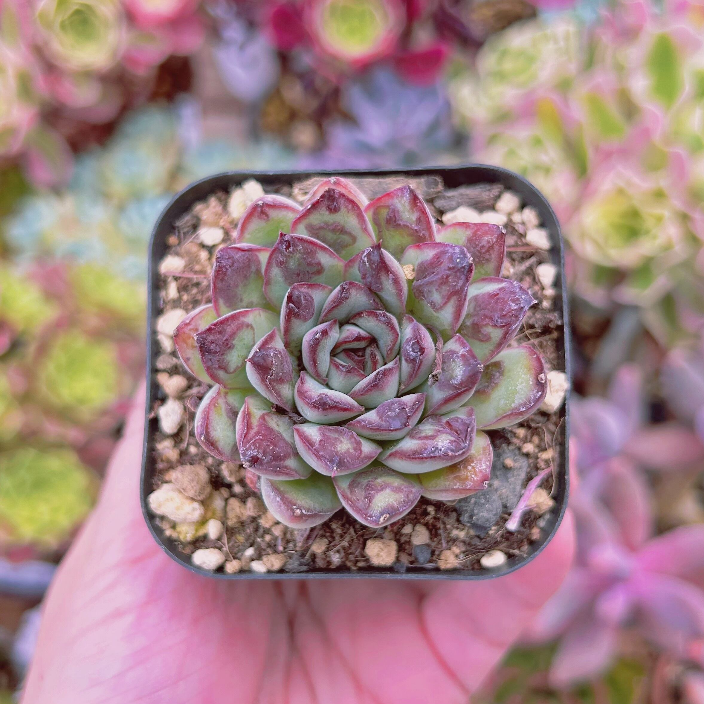 #067現物　多肉植物　オーレア覆輪錦　抜き苗