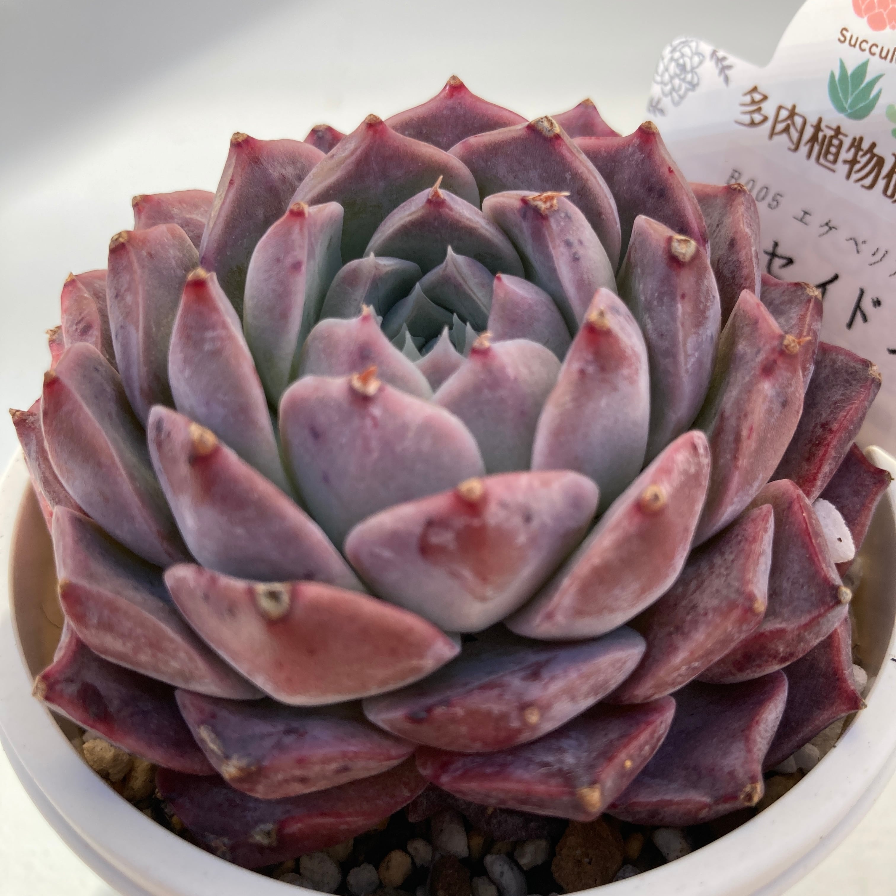 ❁多肉植物 ぼのぼのさん苗 凛花 （ポット発送札付き） 【公式通販】