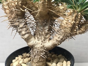 ユーフォルビア ギラウミアナ
