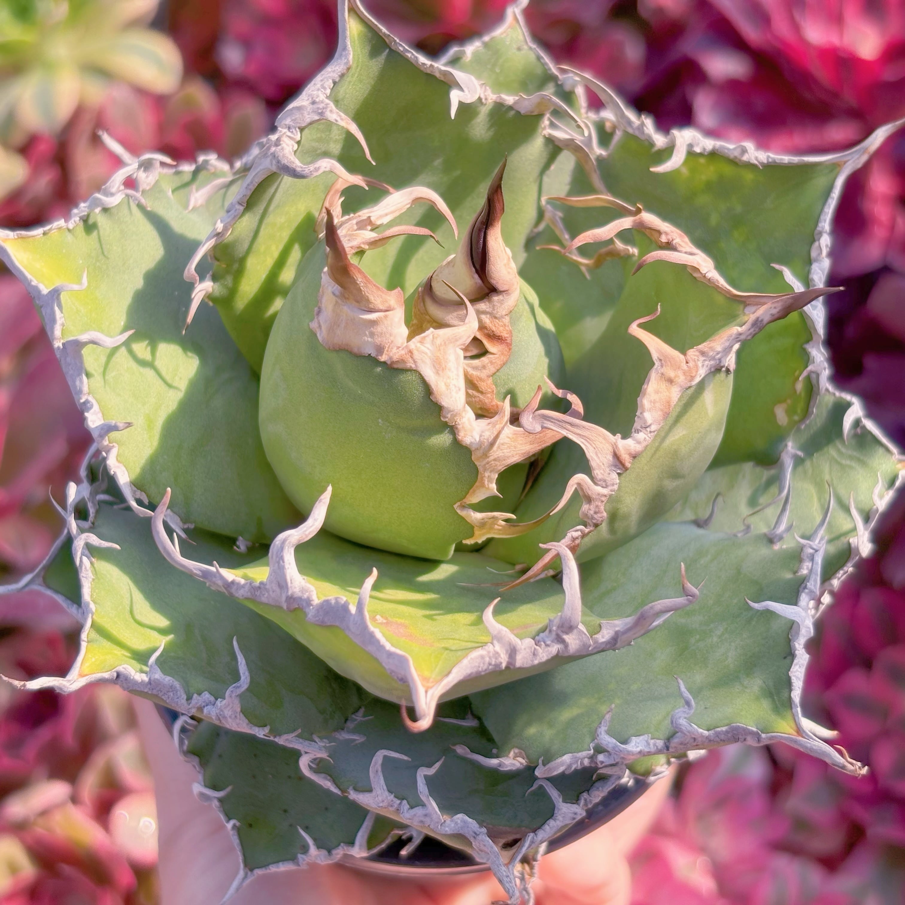 現品　アガベ　シーザー#727　新入荷　るる農園