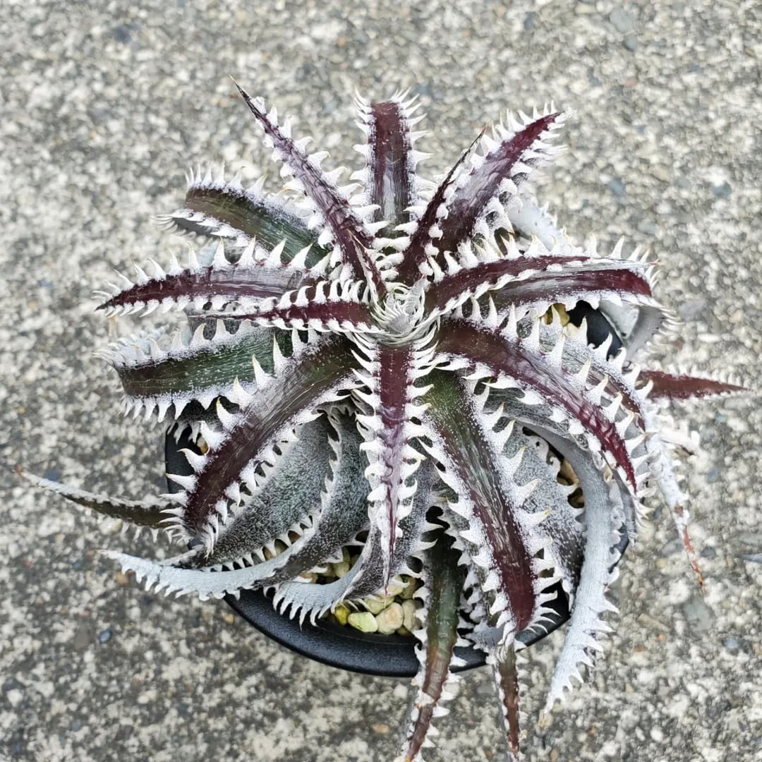 ハイブリッド系 | レアプランツ通販サイトPlants Maniax（プランツ