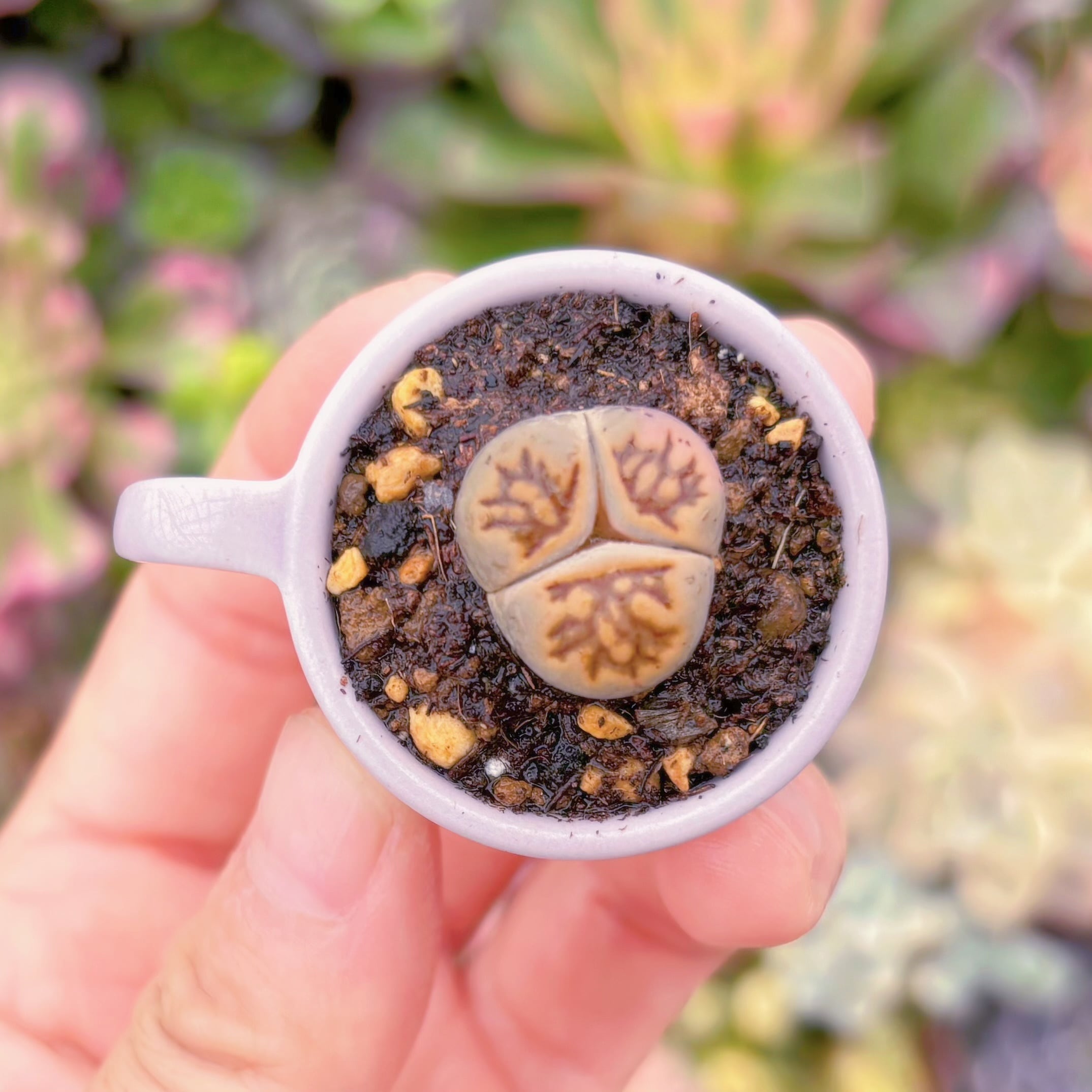 現品　メセン（三つに分かれた希少）　新入荷　るる農園