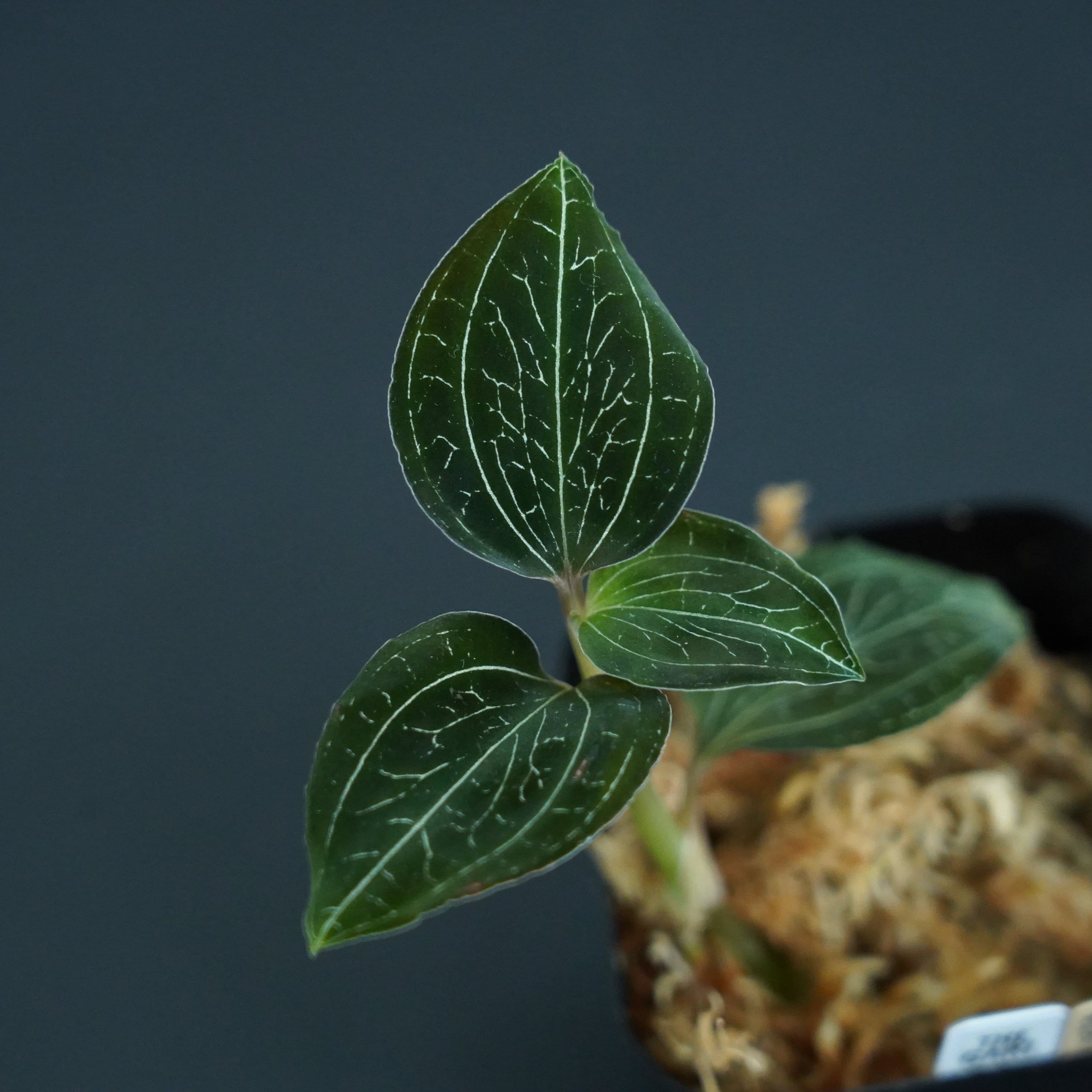 ◆現品◆アネクトキルス sp. Black Type 【ジュエルオーキッド宝石蘭/TheGAKI】#636