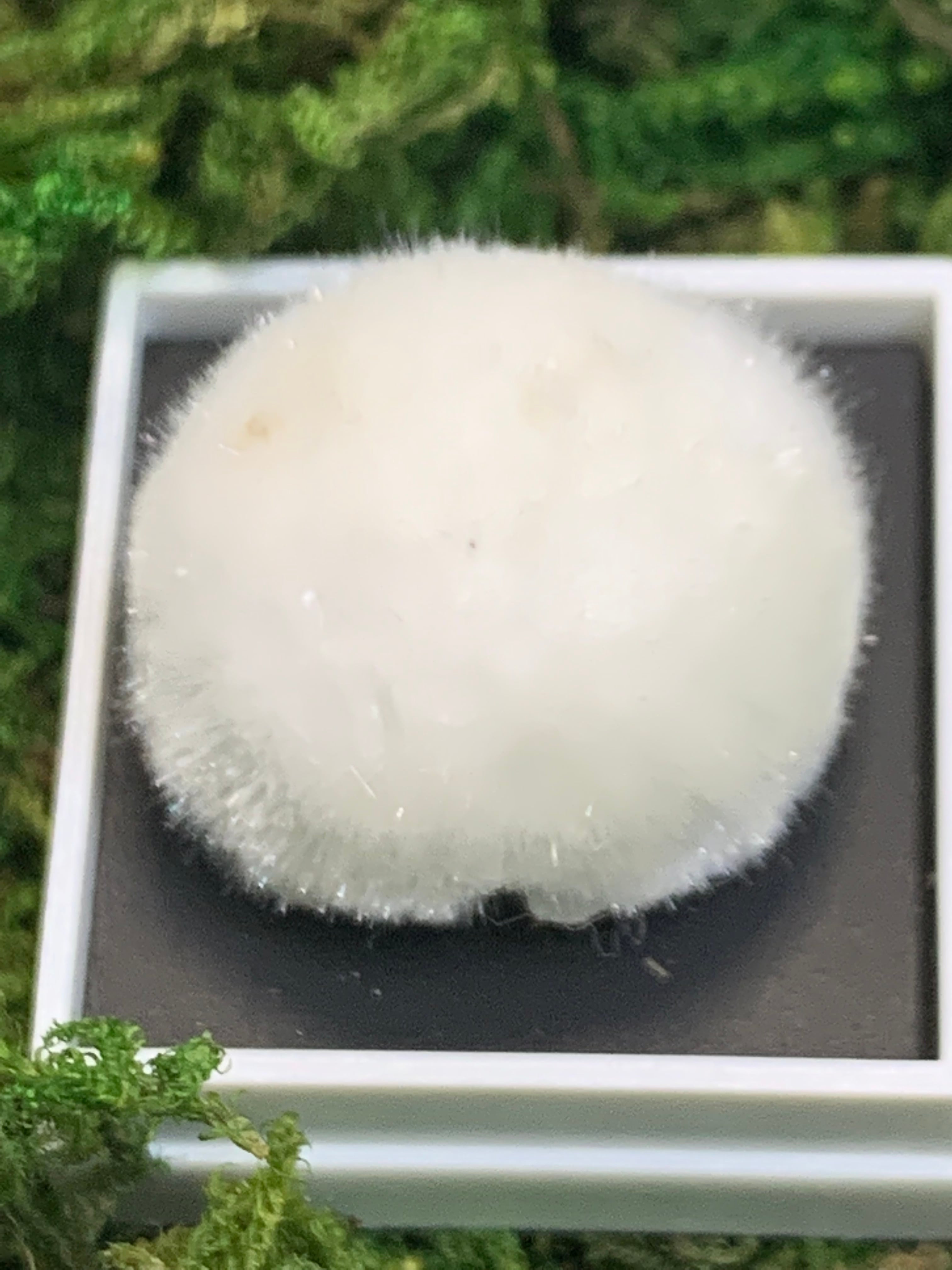 aa68ff11c109fa855809fff0e9bc73