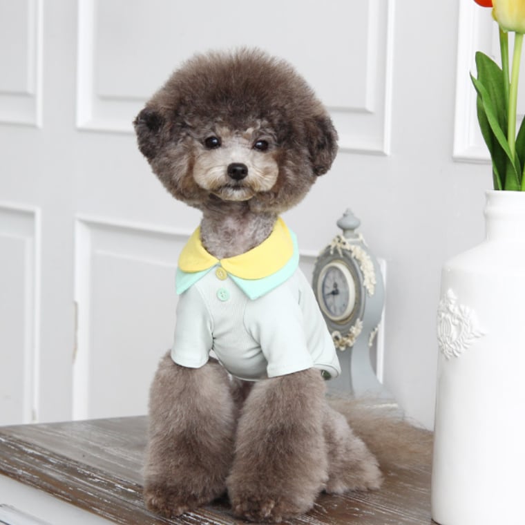 double-layer collar t-shirt S ~ XL 2color / 犬服 ドッグウェア 春夏 パステルカラー 襟 Tシャツ ブラウス 無地 可愛い 韓国 ペット 犬の服 犬 猫 小型犬 中型犬