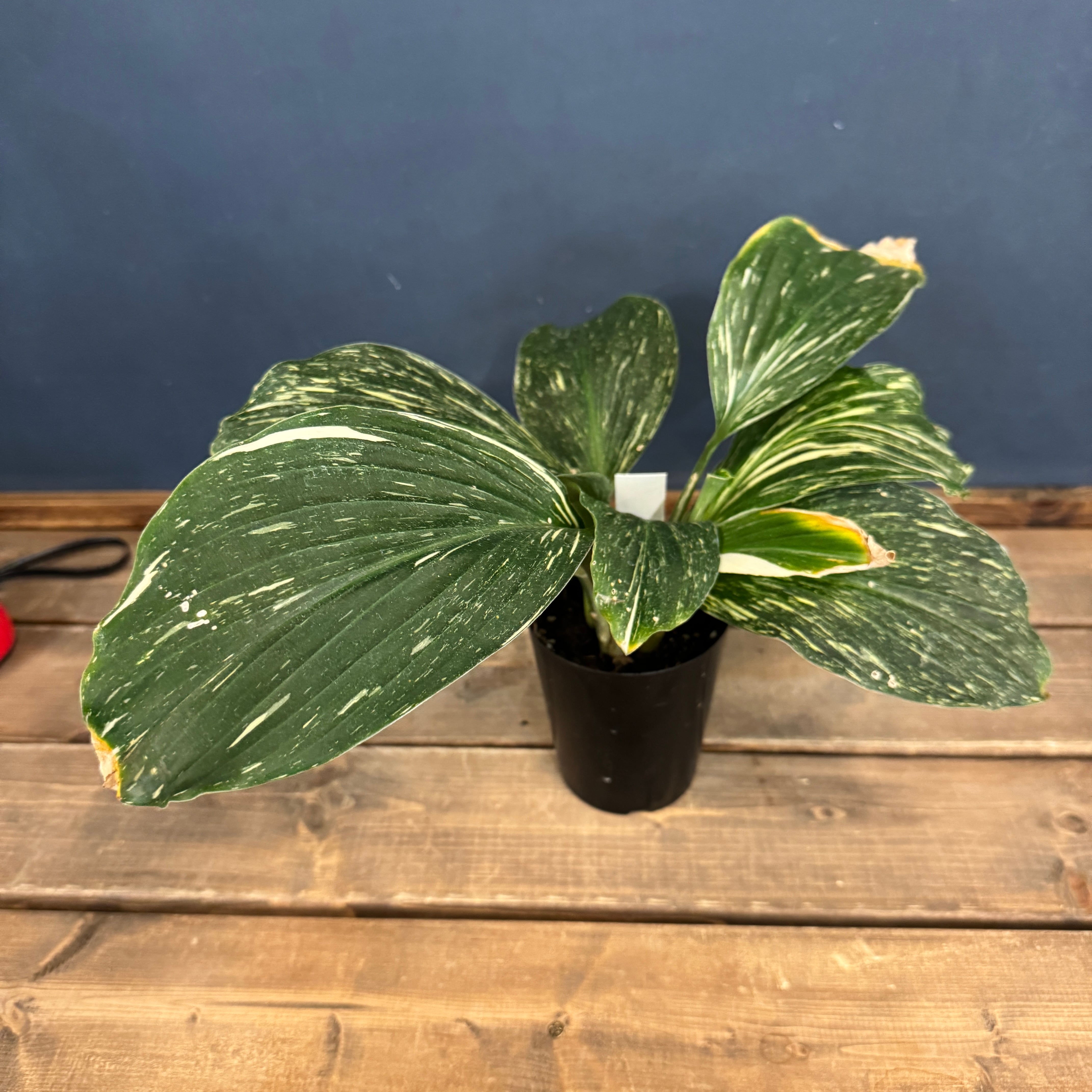 クリアランス】ケンフェリア アルボ バリエガータ【992】 | PROTOLEAF