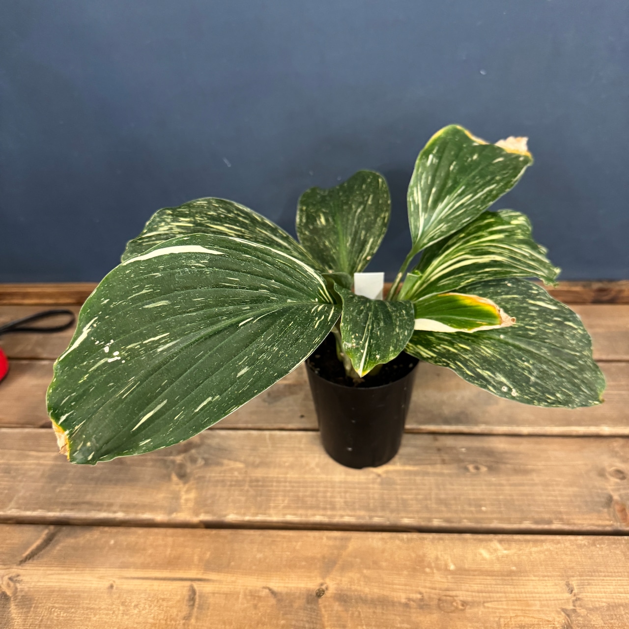 【クリアランス】ケンフェリア アルボ バリエガータ【992】