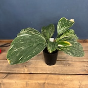 【クリアランス】ケンフェリア アルボ バリエガータ【992】