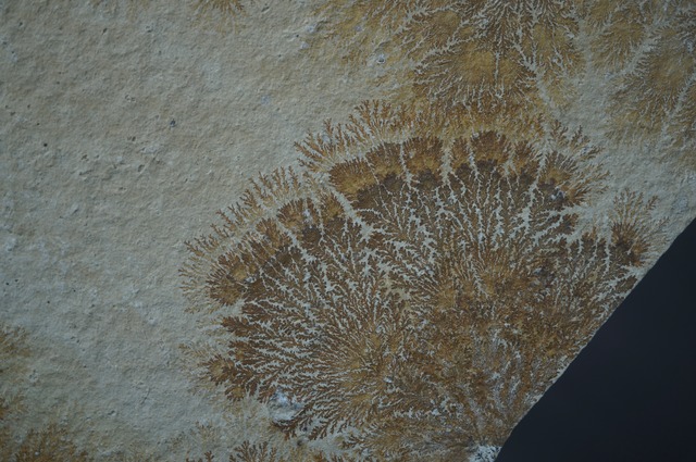 ドイツ産デンドライト 忍石 Dendritic limestone 2445