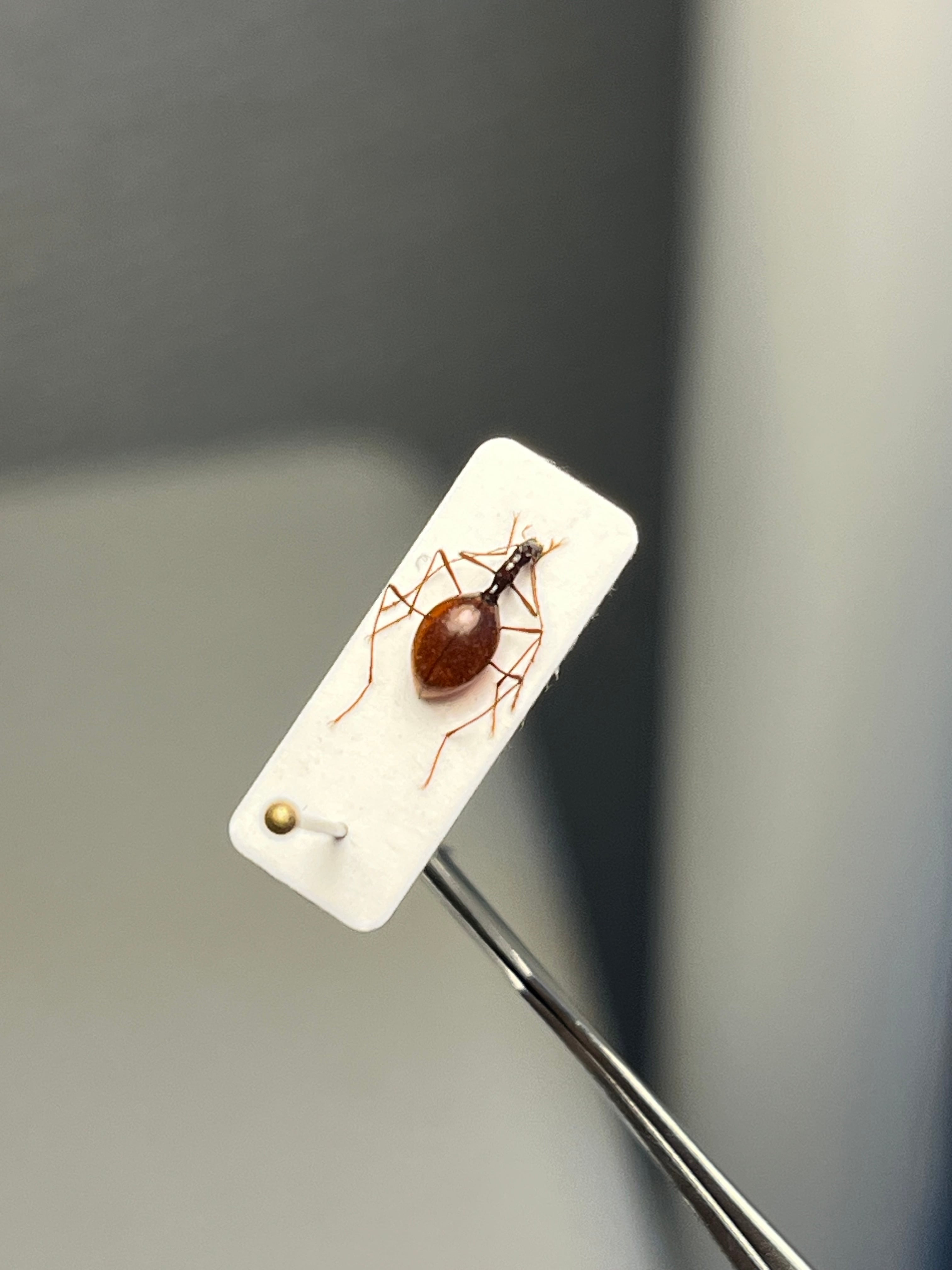 スロベニアのハラボテメクラチビシデムシ メクラチビゴミムシ 標本